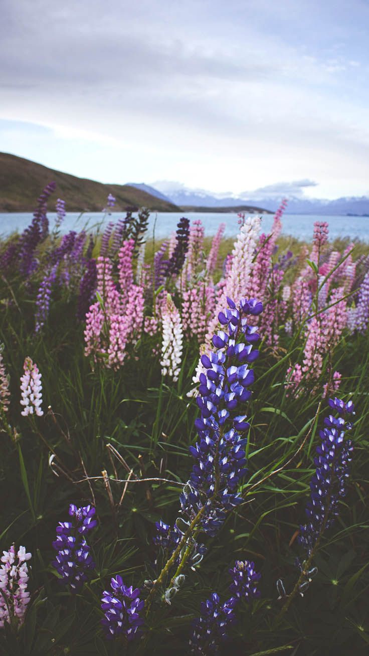 Mountain Wildflowers Wallpapers