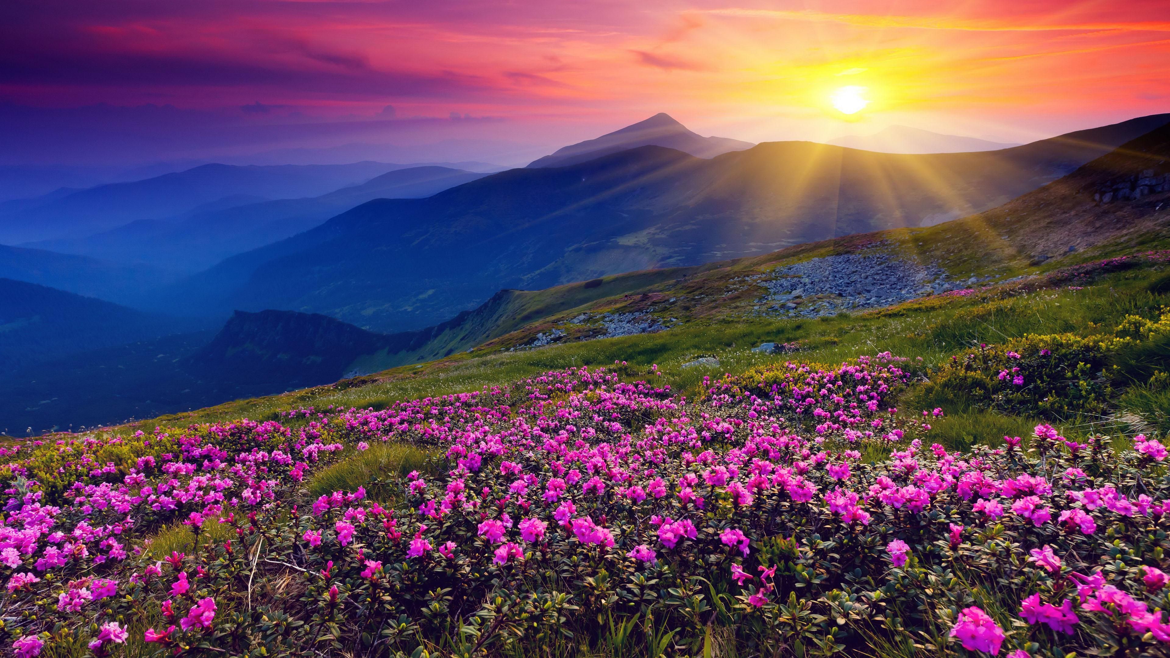 Mountain Wildflowers Wallpapers