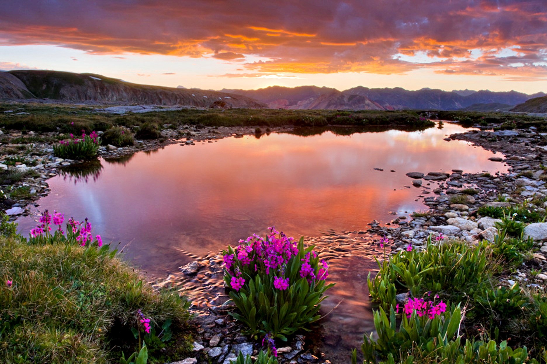 Mountain Wildflowers Wallpapers