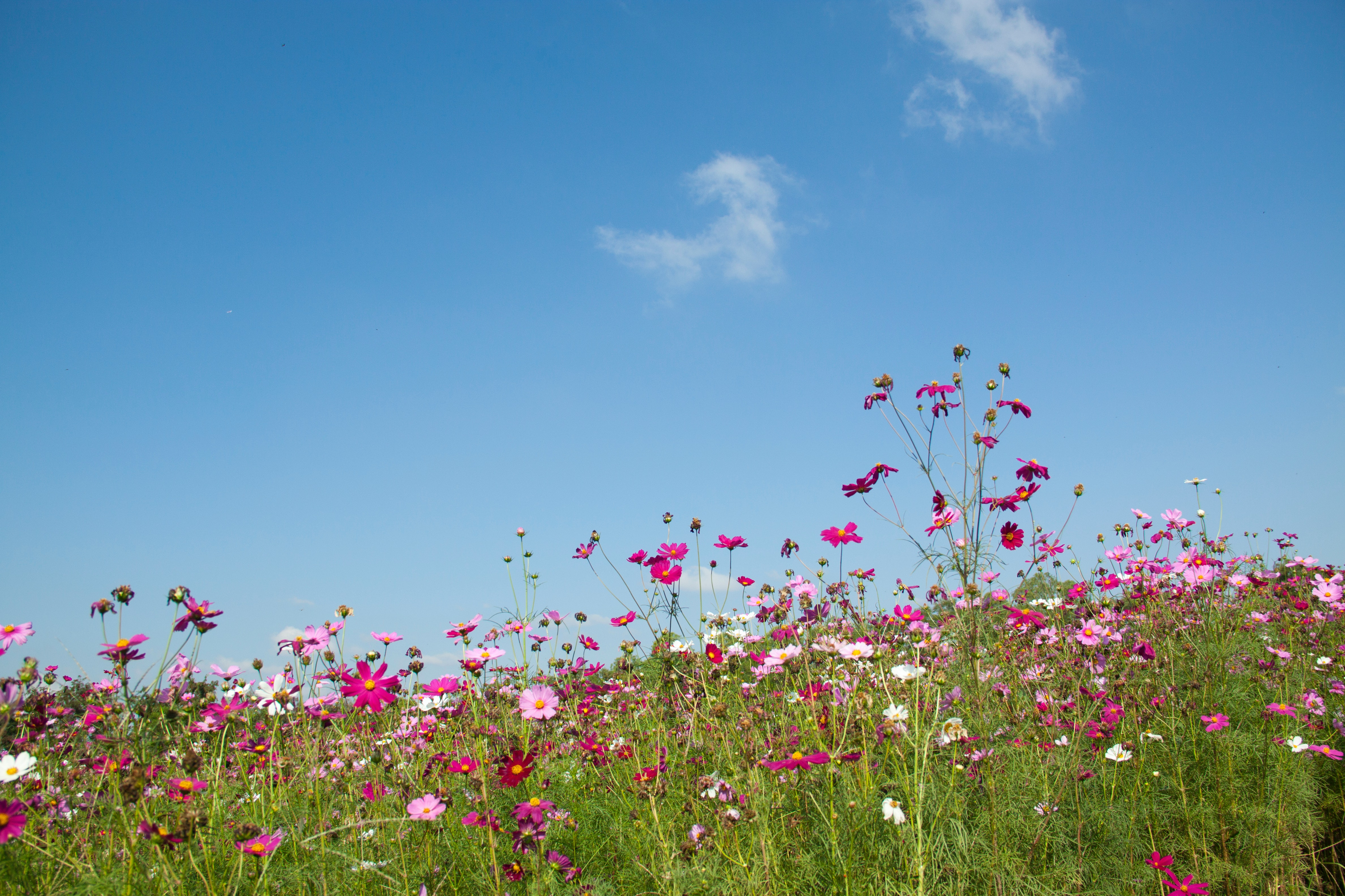 Mountain Wildflowers Wallpapers