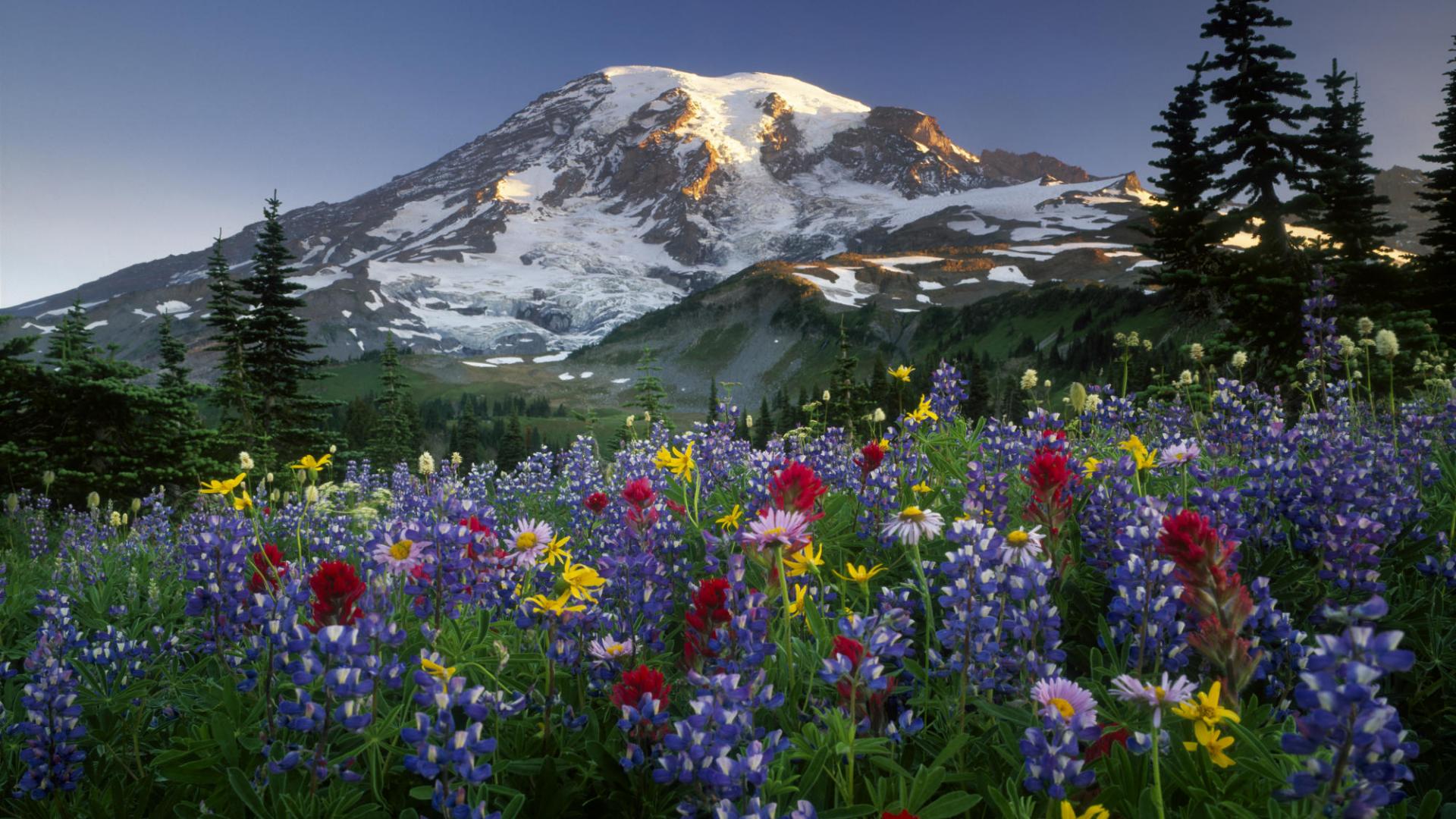 Mountain Wildflowers Wallpapers