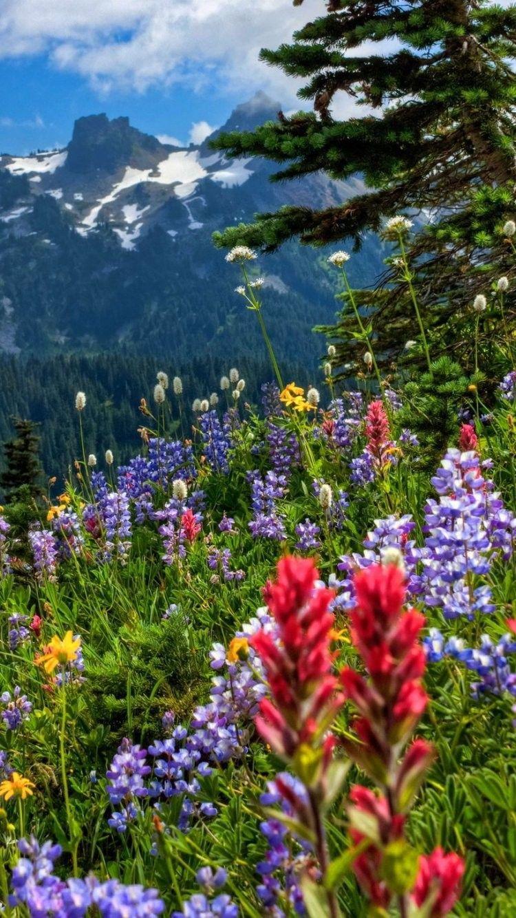 Mountain Wildflowers Wallpapers