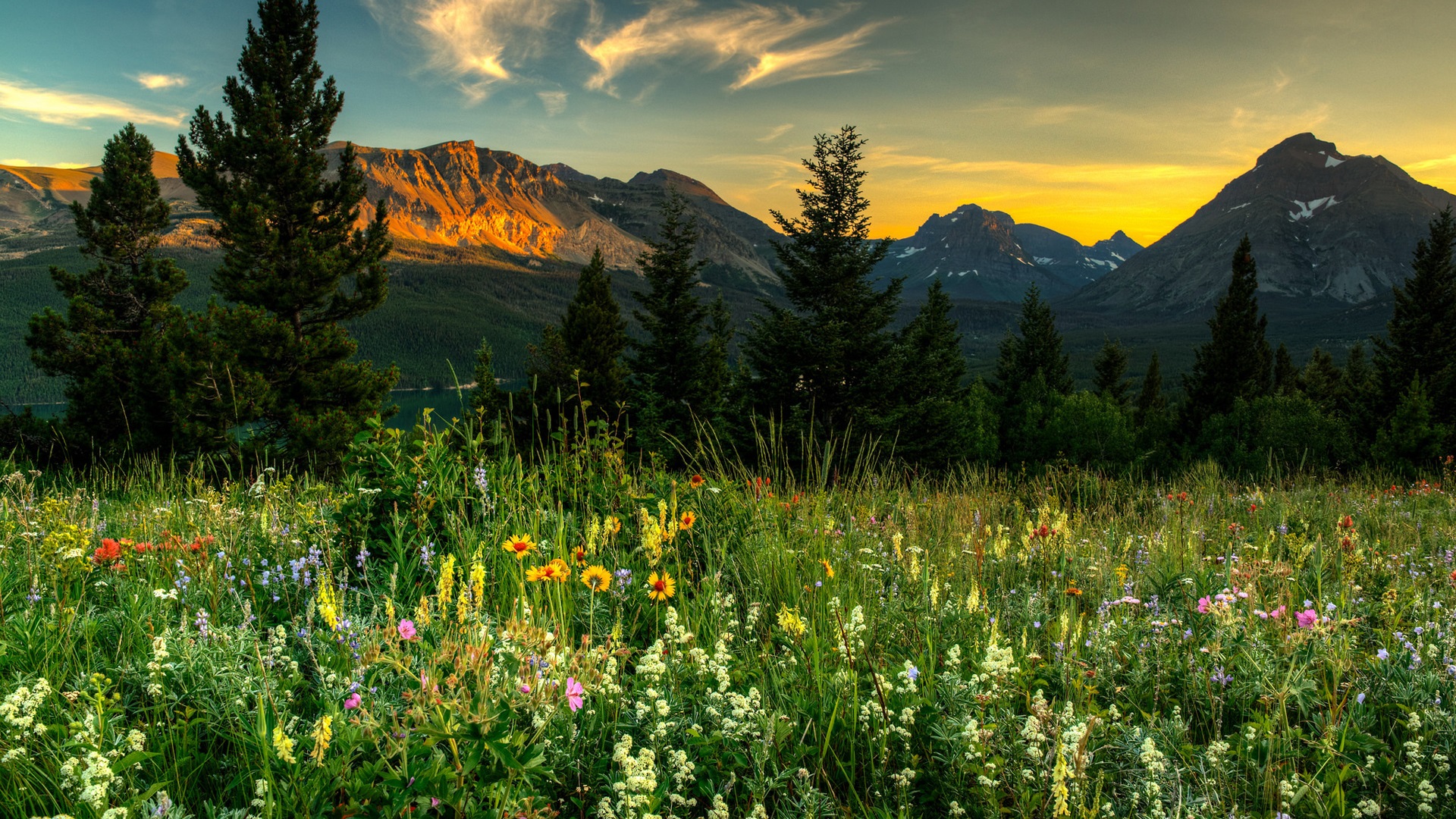 Mountain Wildflowers Wallpapers