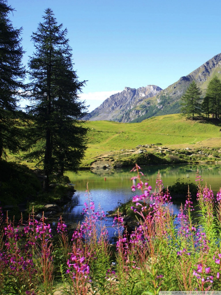 Mountain Wildflowers Wallpapers