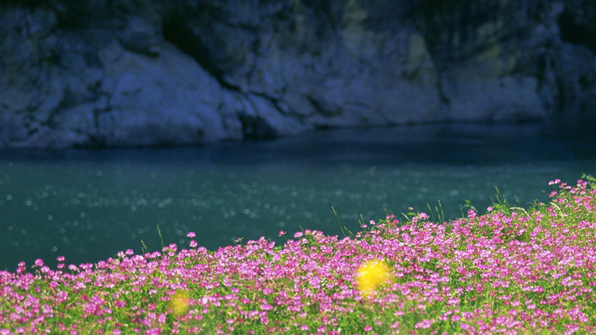 Mountain Wildflowers Wallpapers