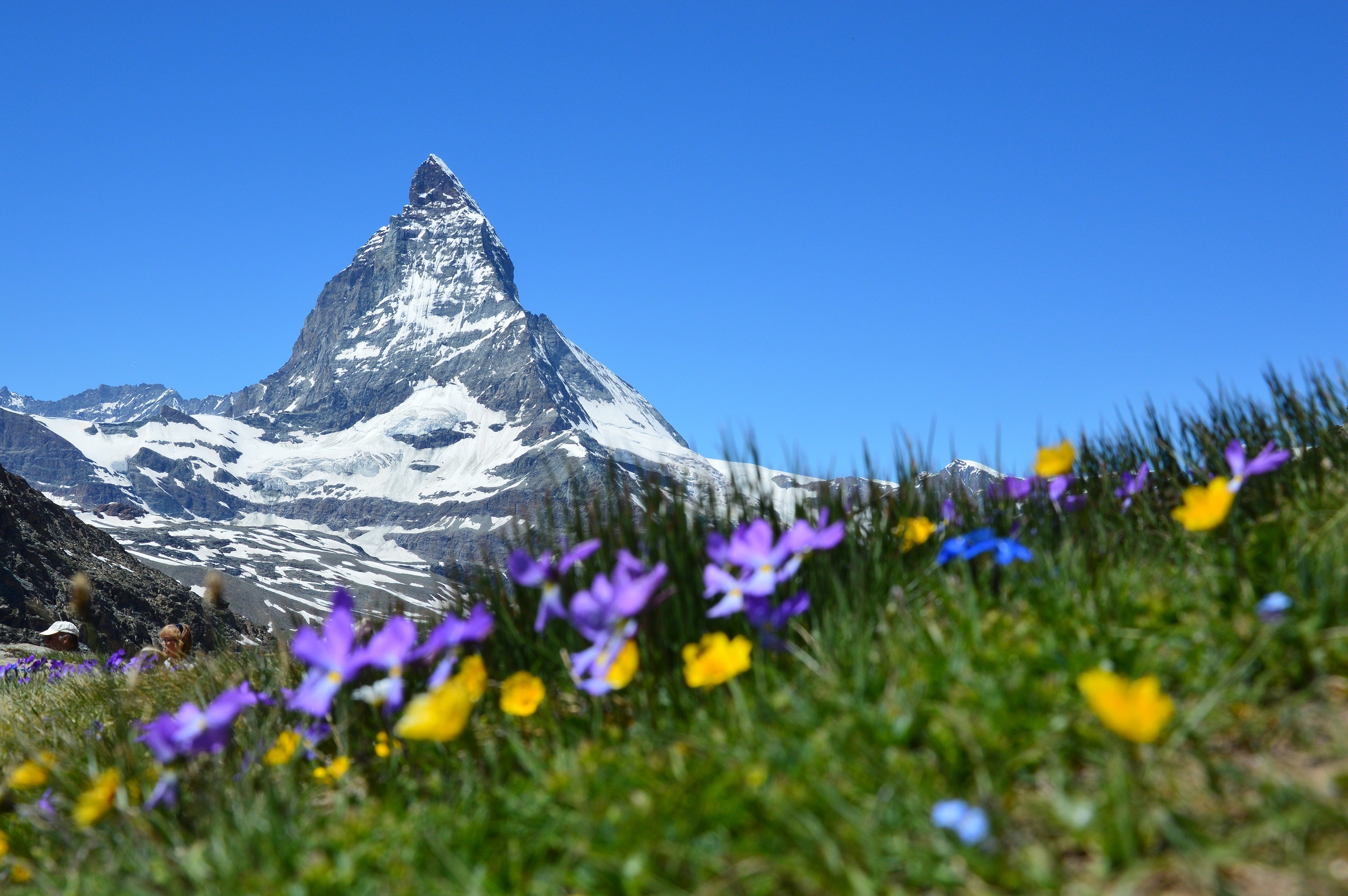 Mountain Wildflowers Wallpapers