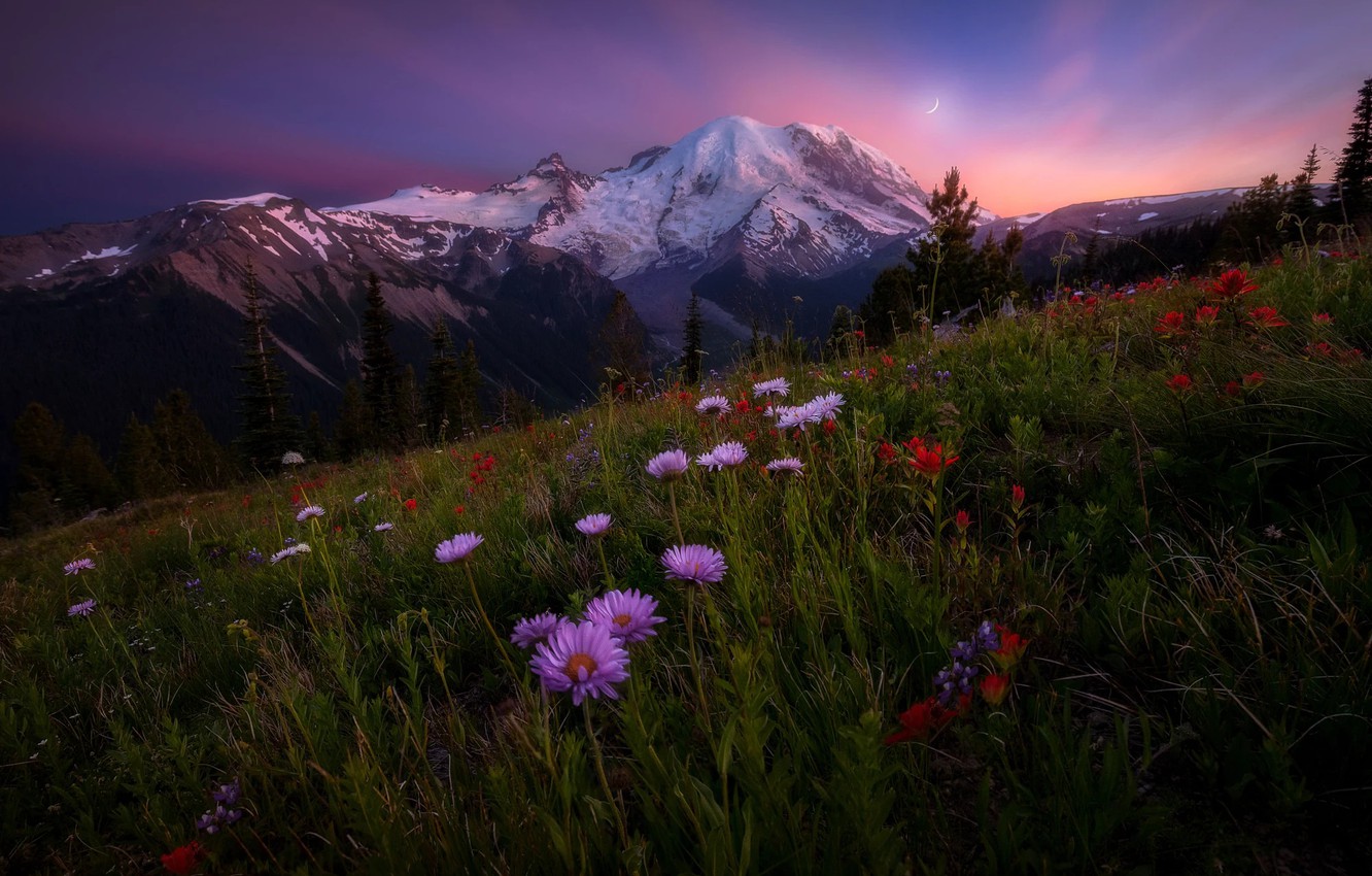 Mountain Wildflowers Wallpapers