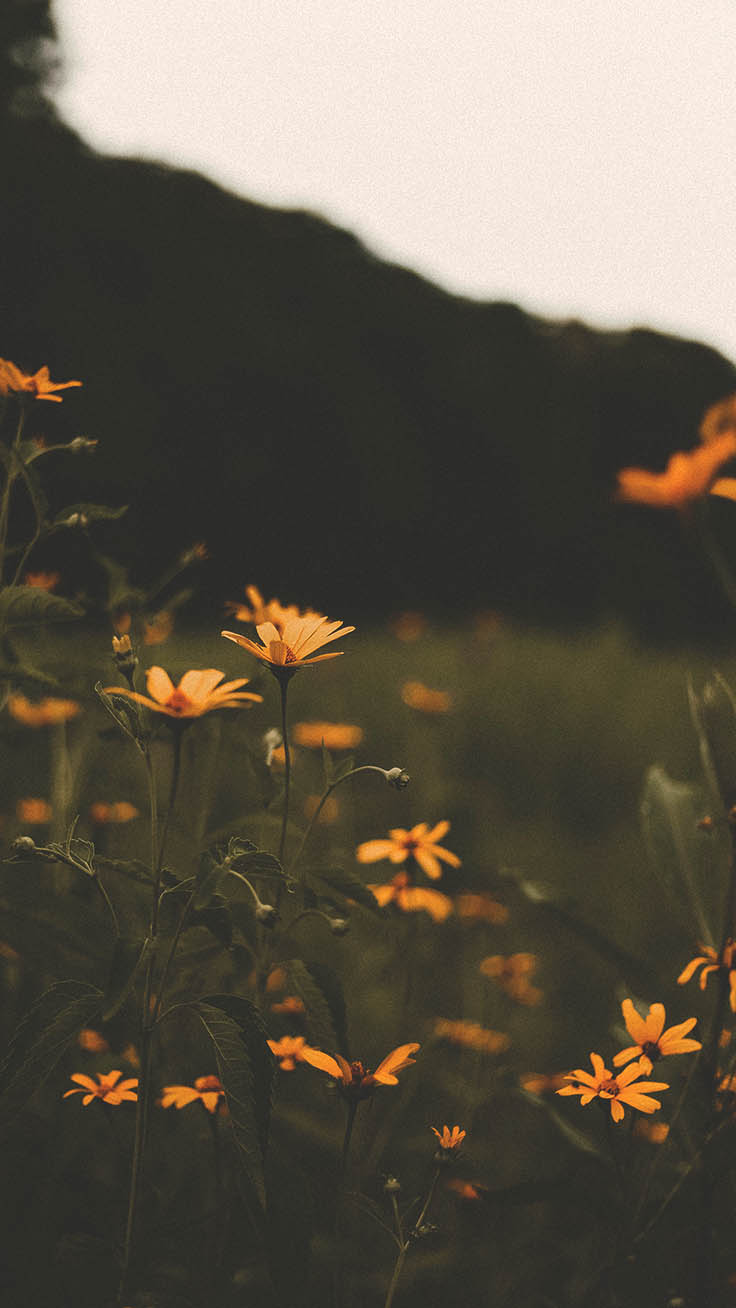 Mountain Wildflowers Wallpapers