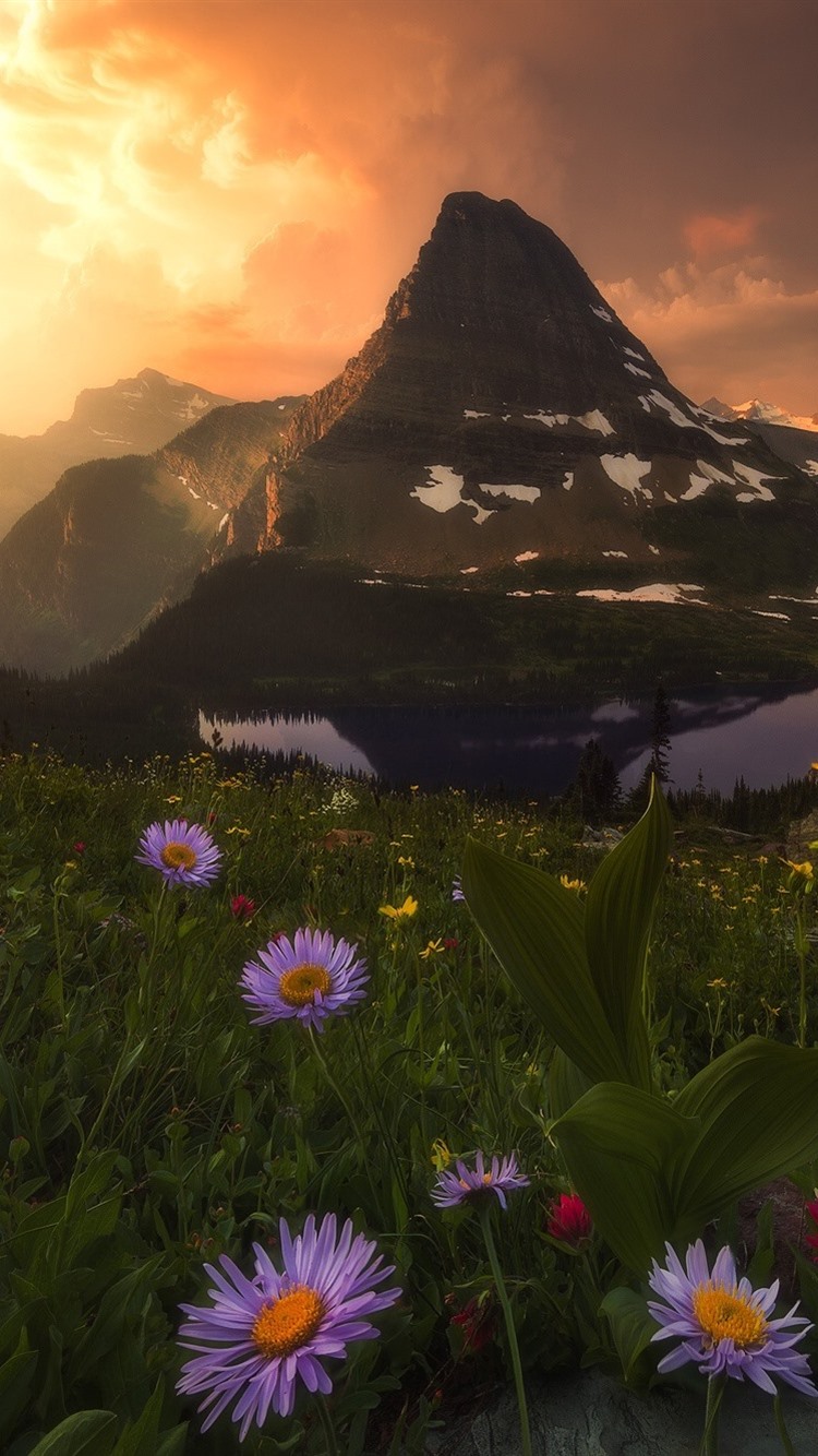 Mountain Wildflowers Wallpapers