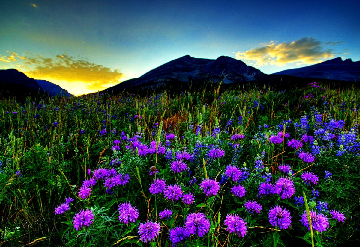 Mountain Wildflowers Wallpapers