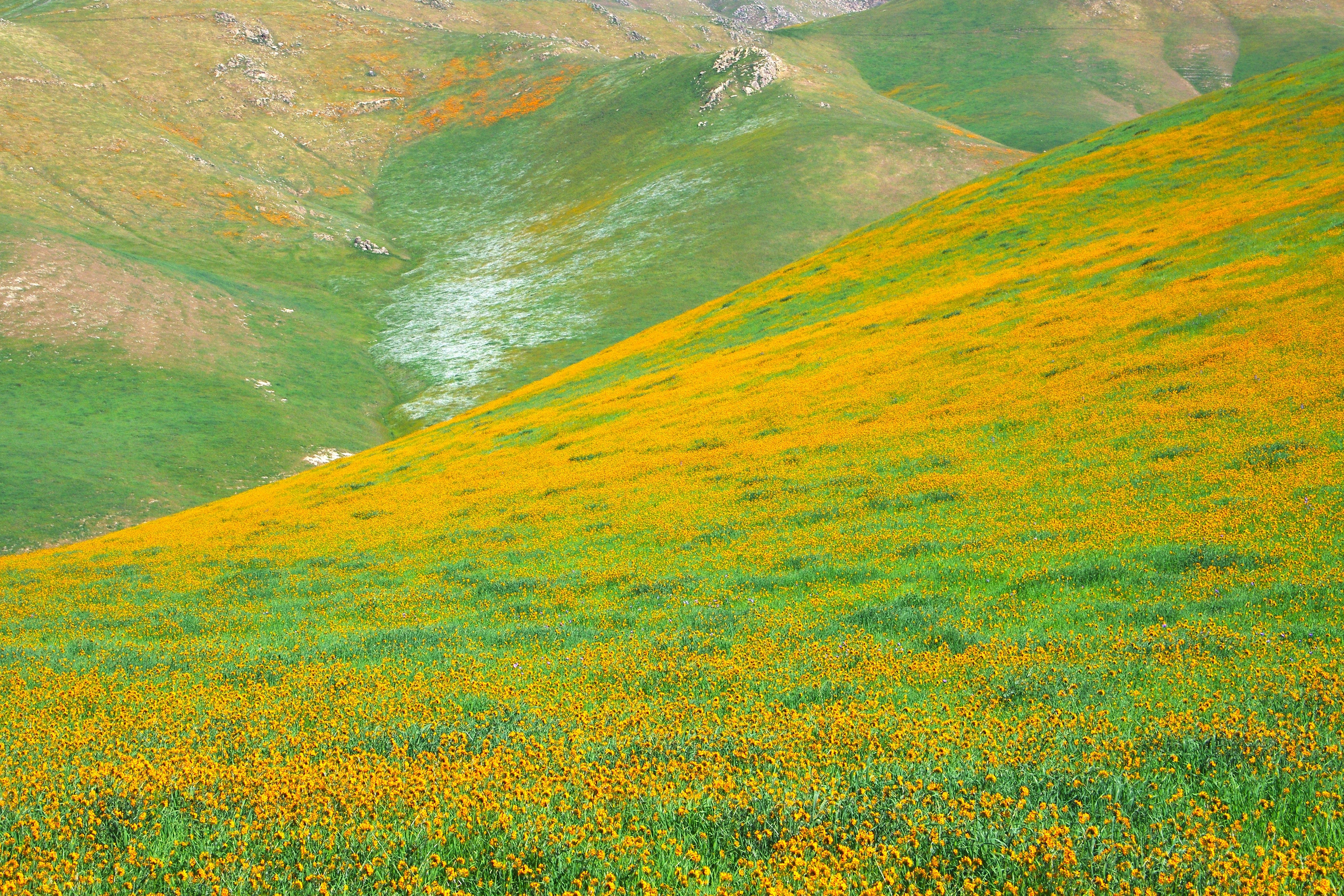 Mountain Wildflowers Wallpapers