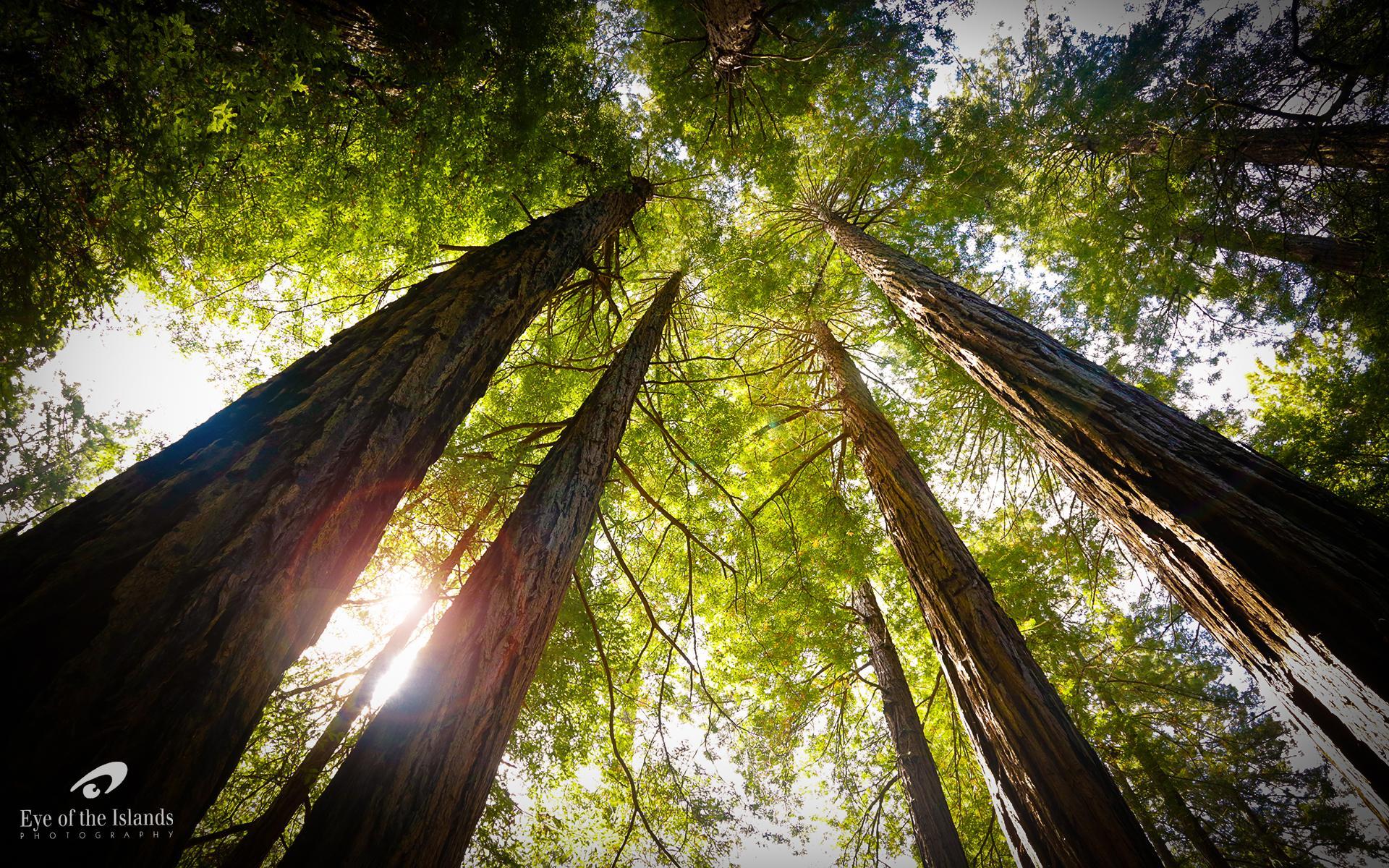 Muir Woods National Monument Wallpapers