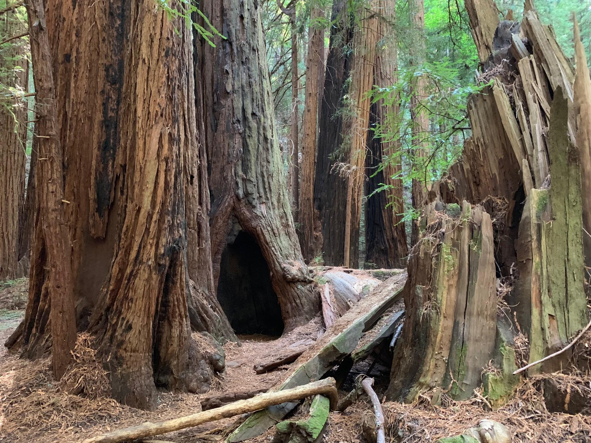 Muir Woods National Monument Wallpapers