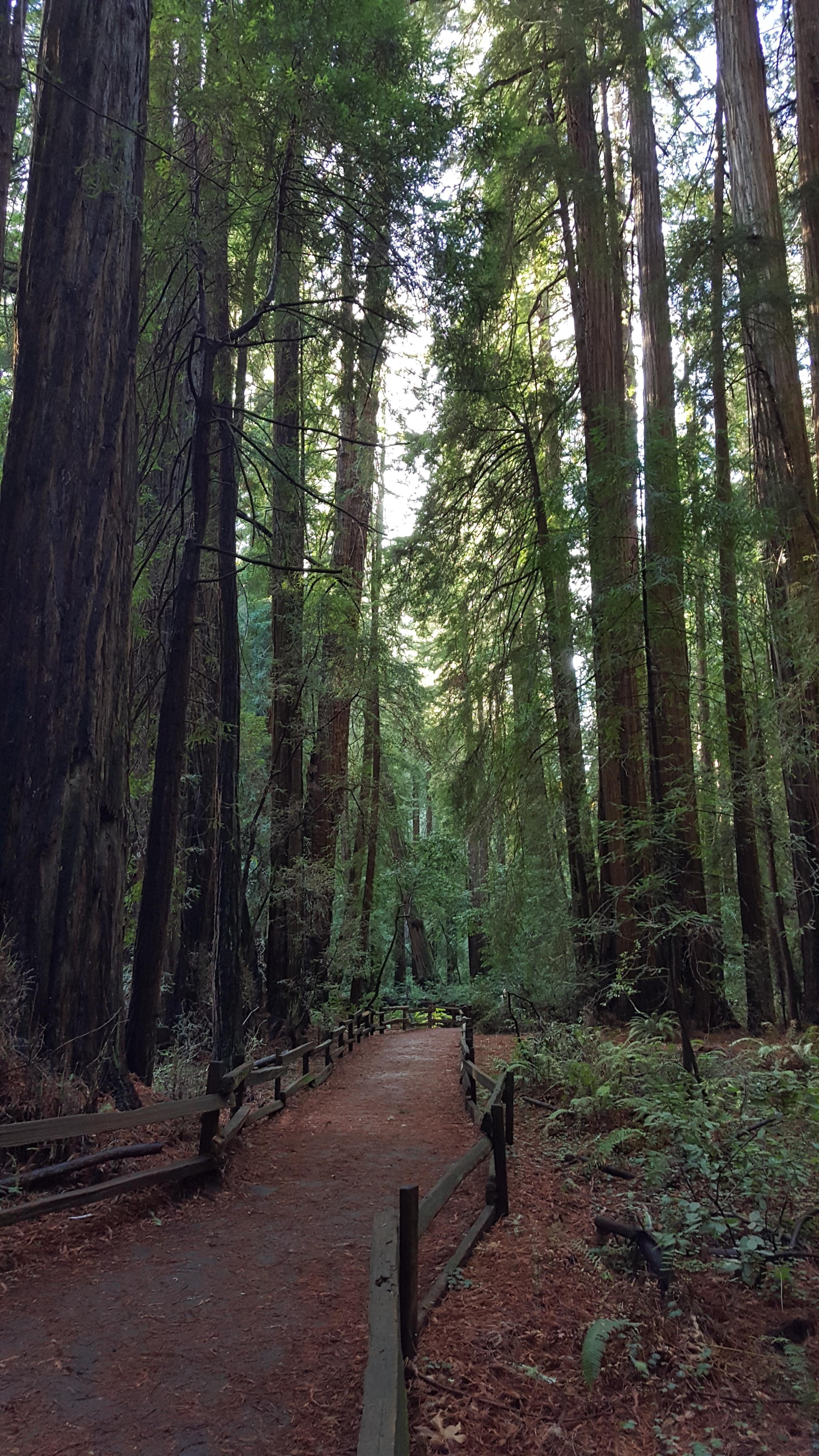 Muir Woods National Monument Wallpapers