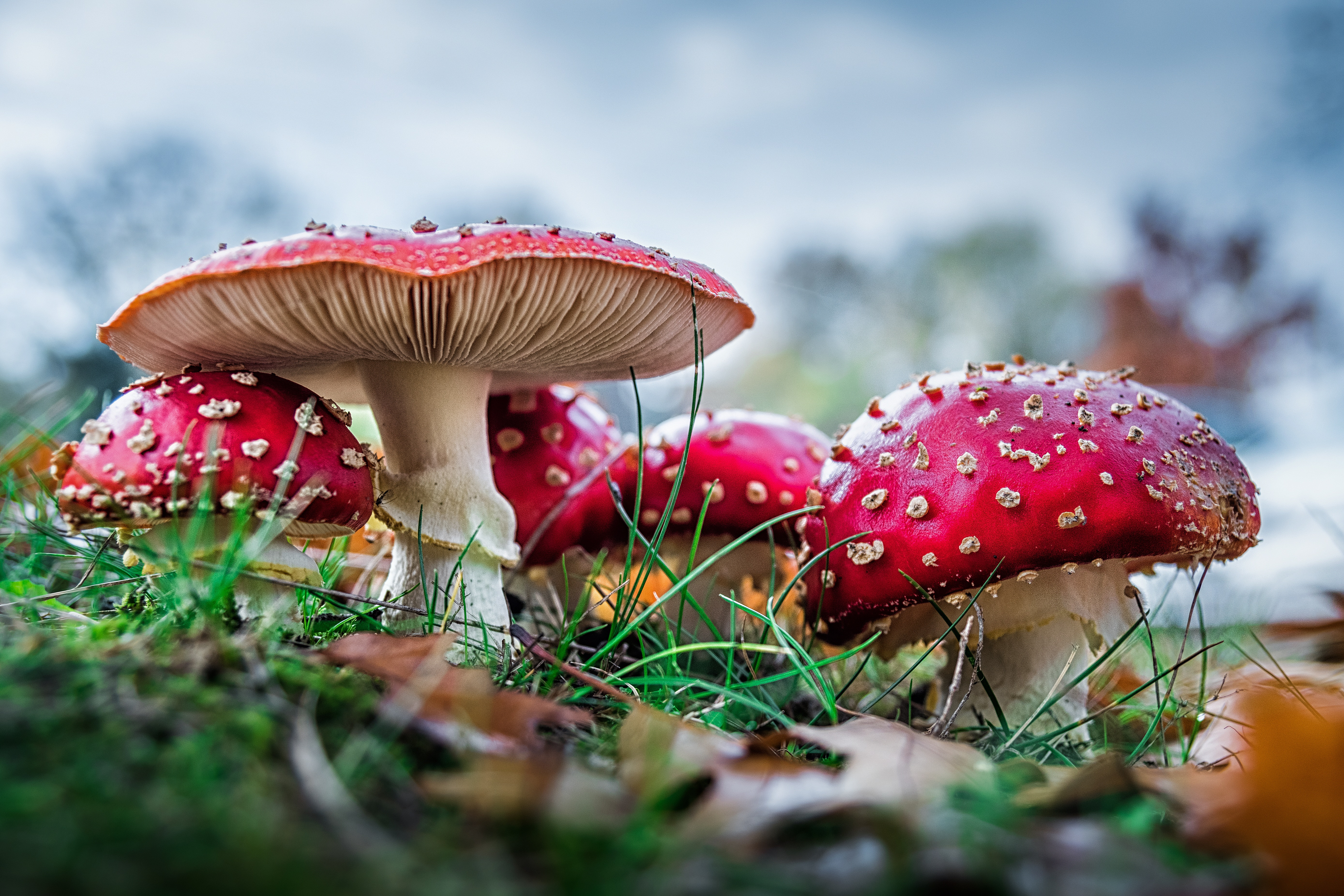 Mushroom Wallpapers