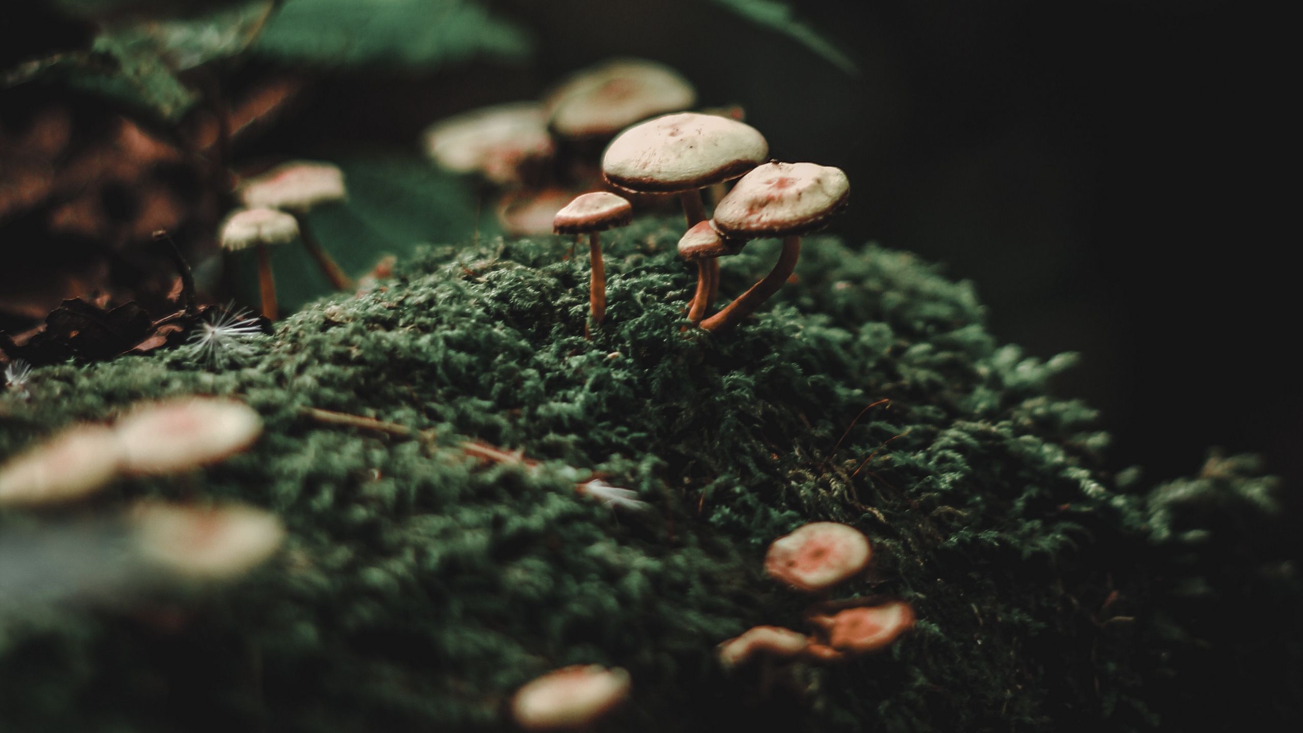 Mushroom Macro Wallpapers