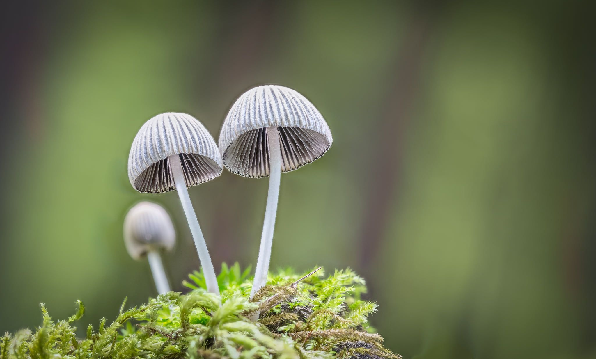 Mushroom Macro Wallpapers