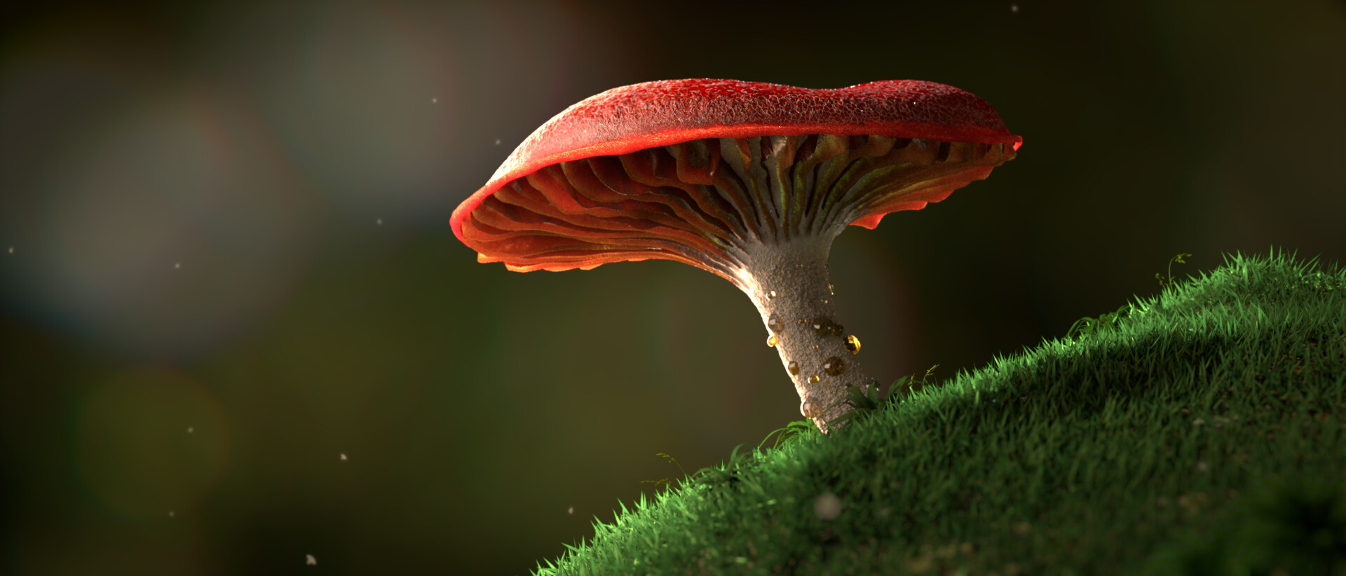 Mushroom Macro Wallpapers