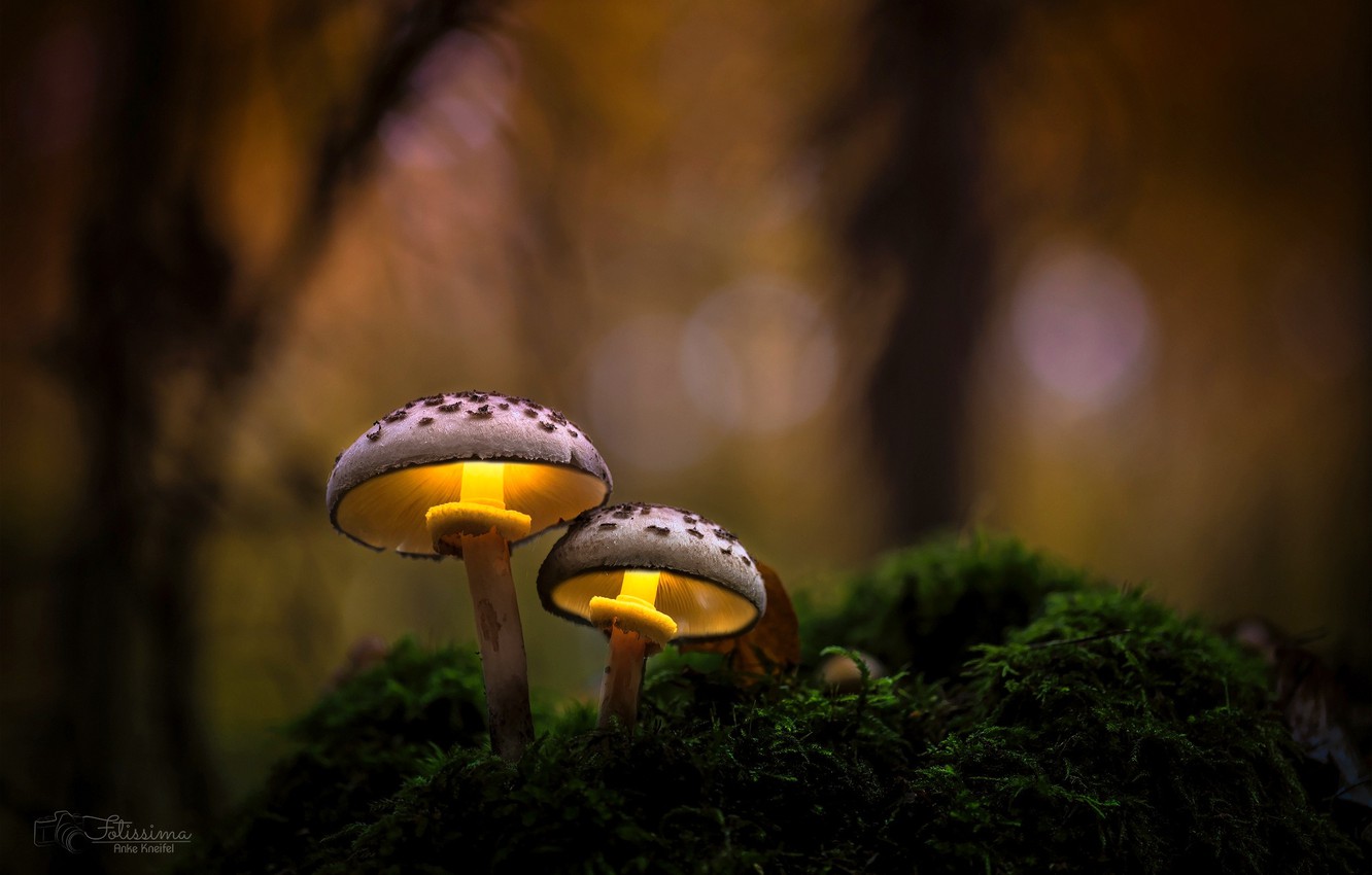 Mushrooms Wallpapers