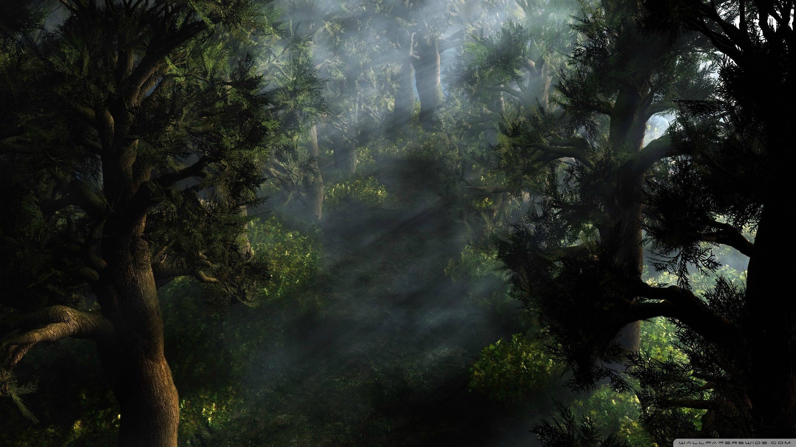 Mysterious Forest Art Wallpapers