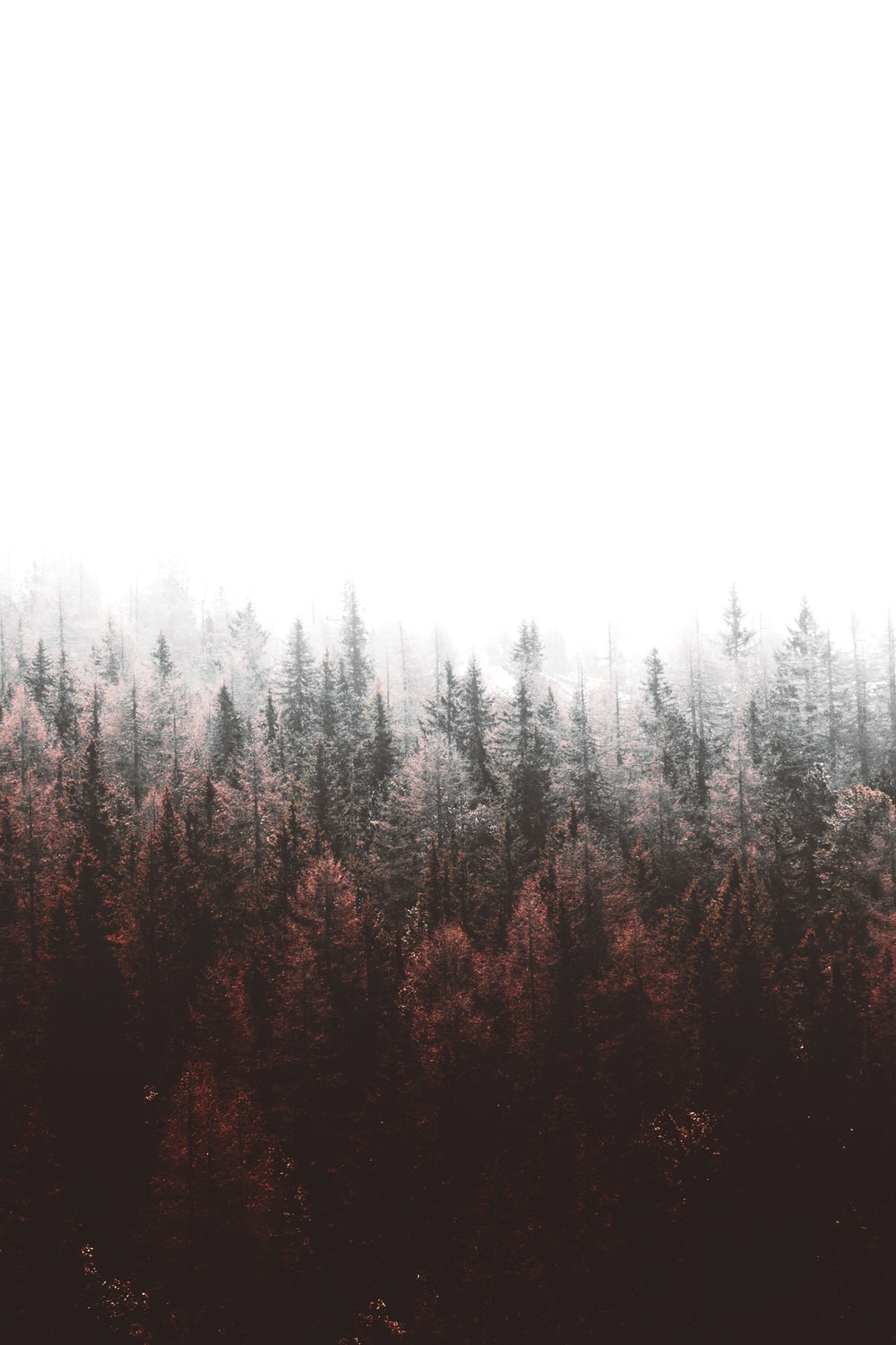 Nordic Forest Wallpapers