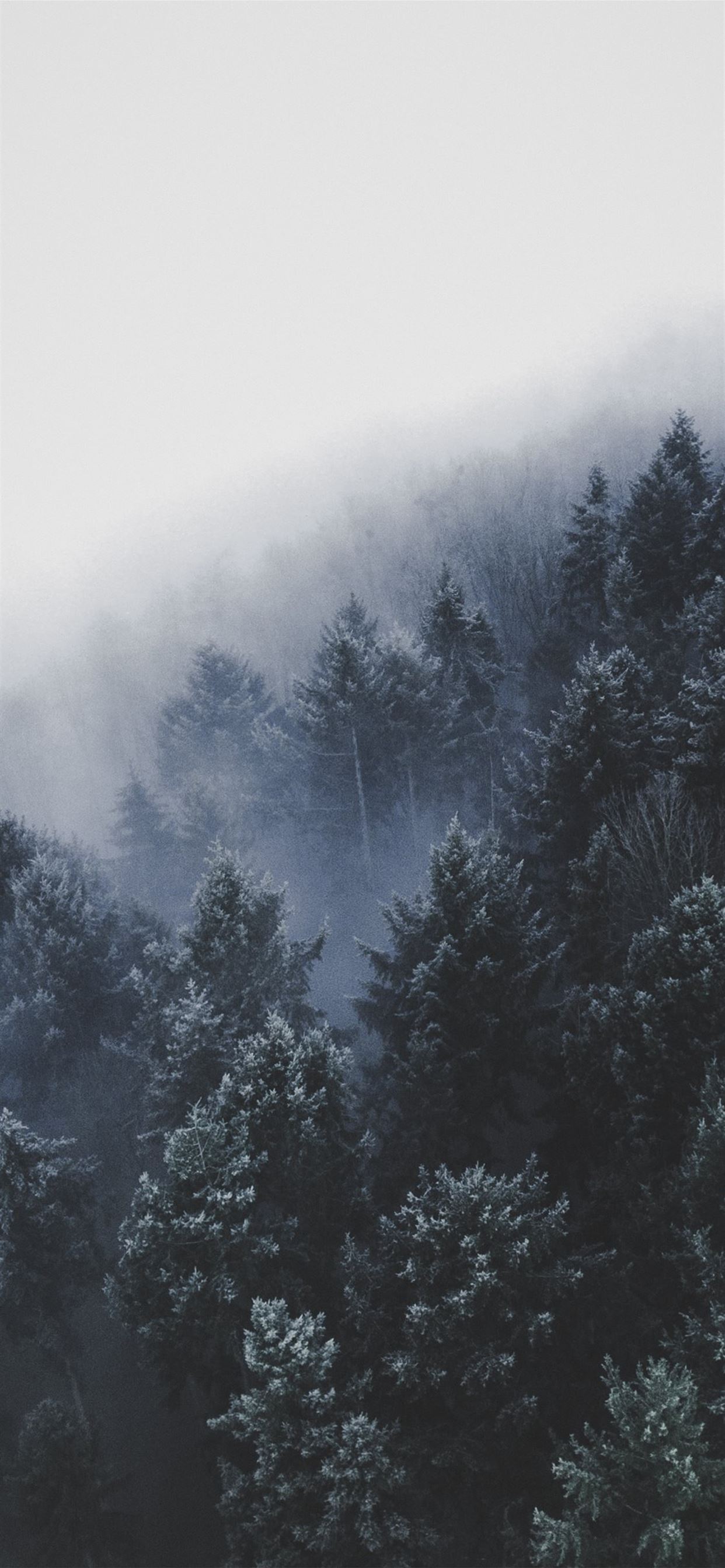 Nordic Forest Wallpapers