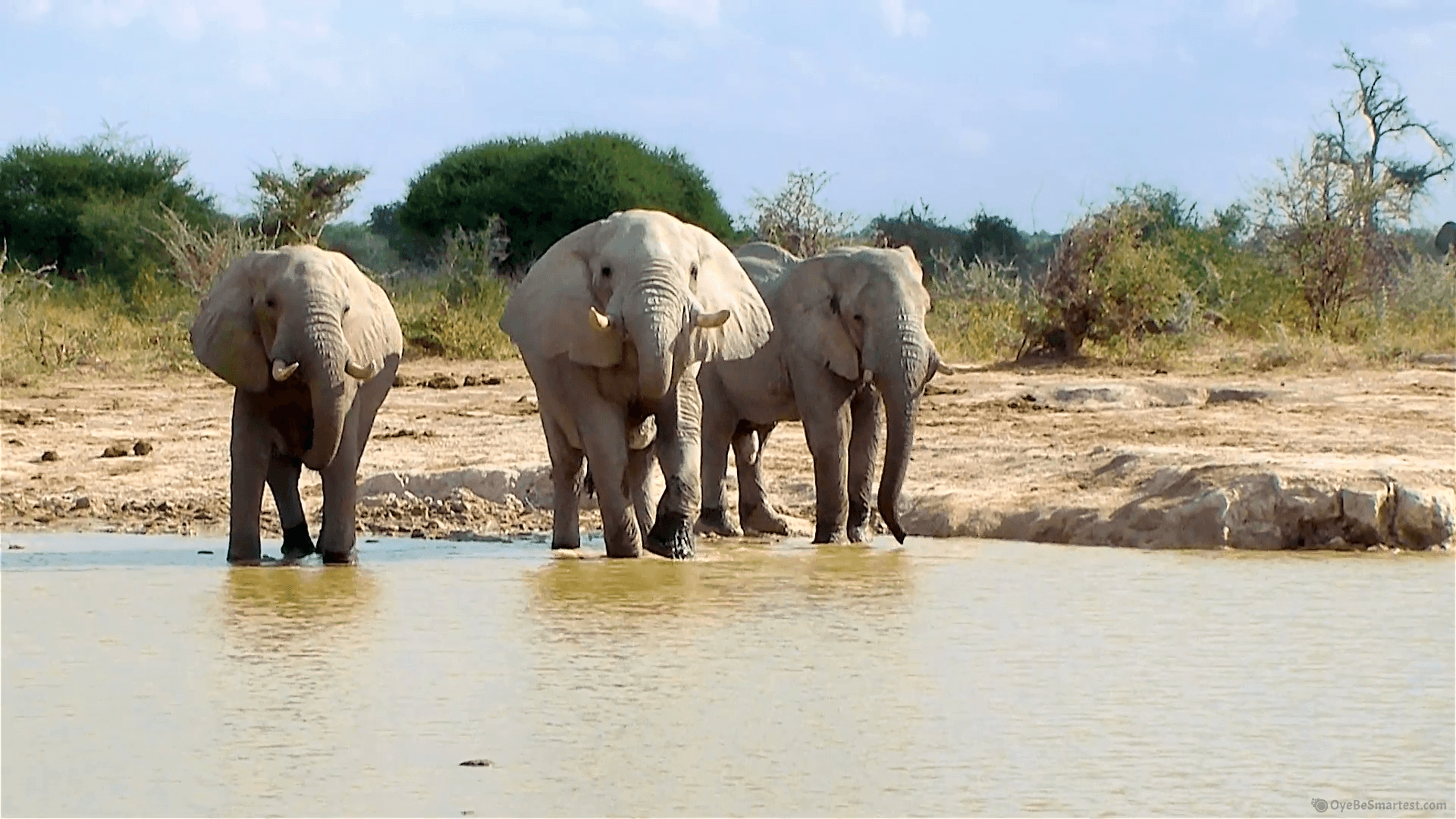 Nxai Pan National Park Wallpapers