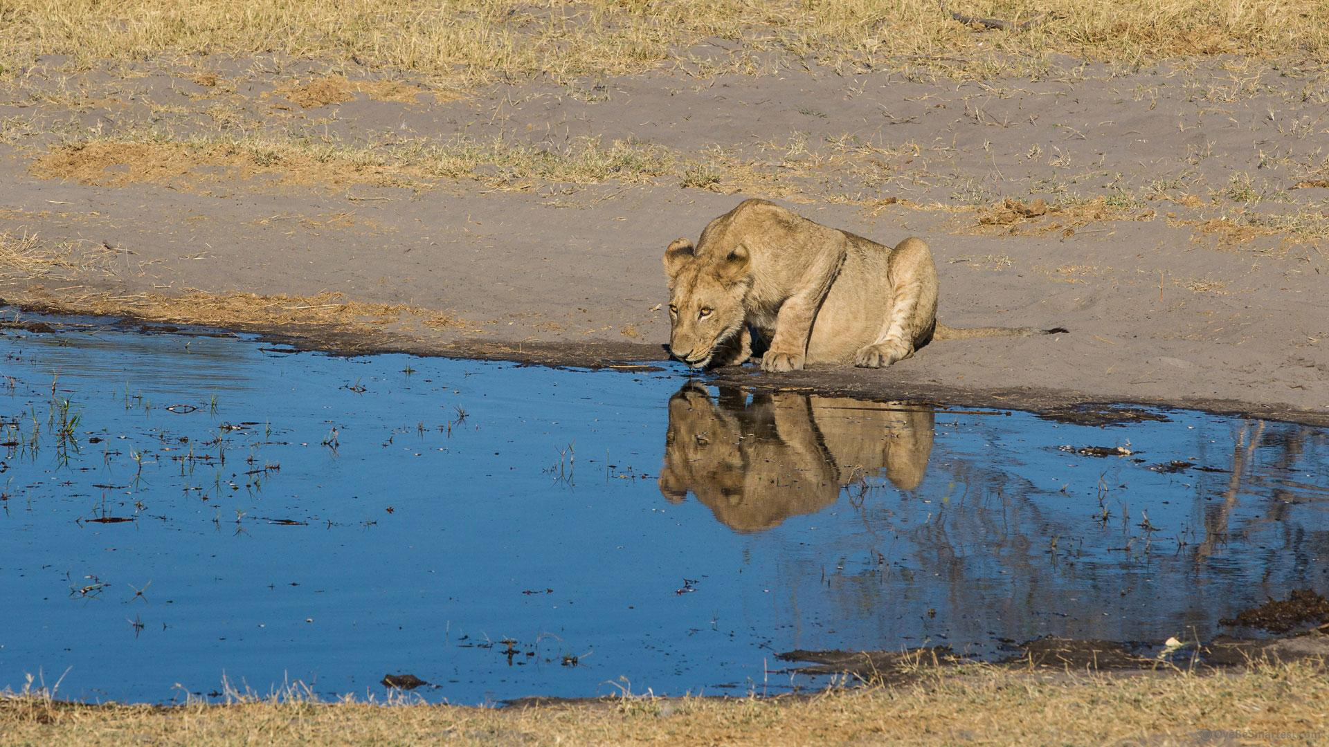 Nxai Pan National Park Wallpapers