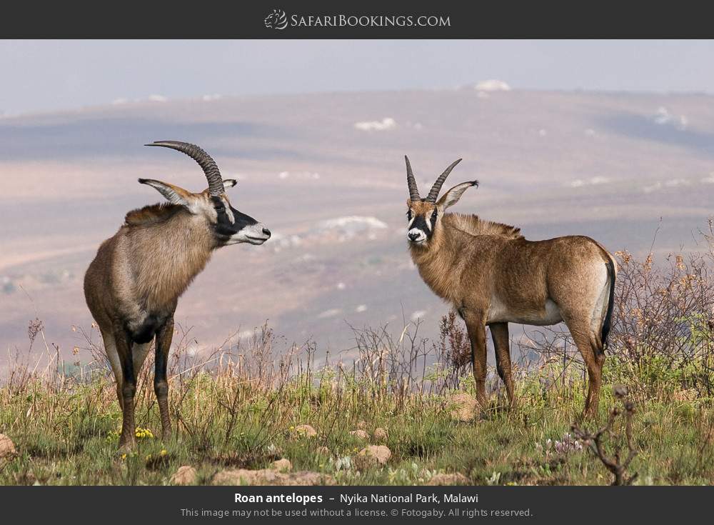 Nyika National Park Wallpapers