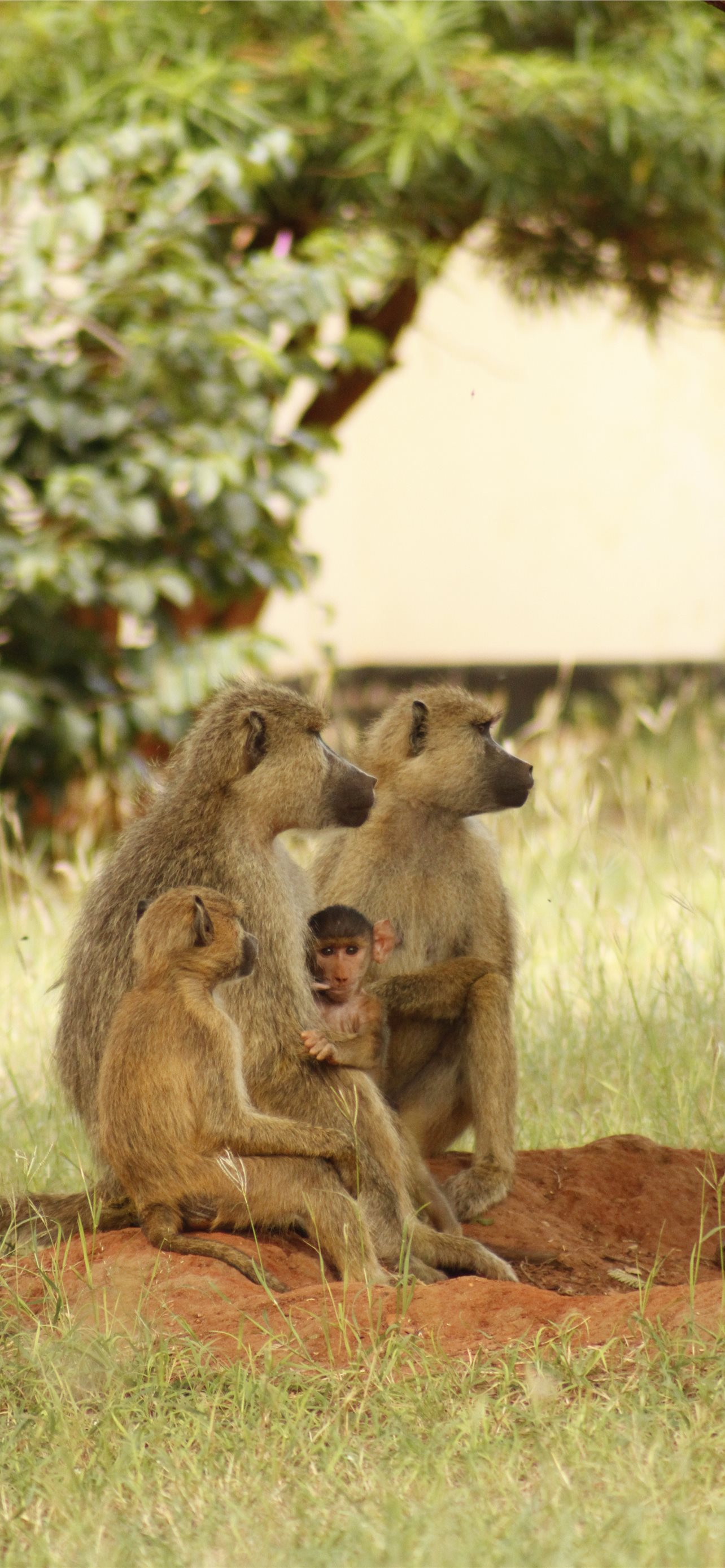 Nyika National Park Wallpapers