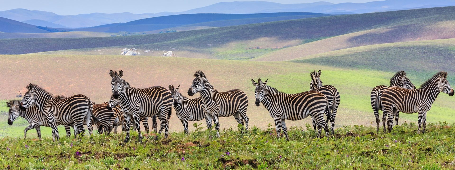 Nyika National Park Wallpapers