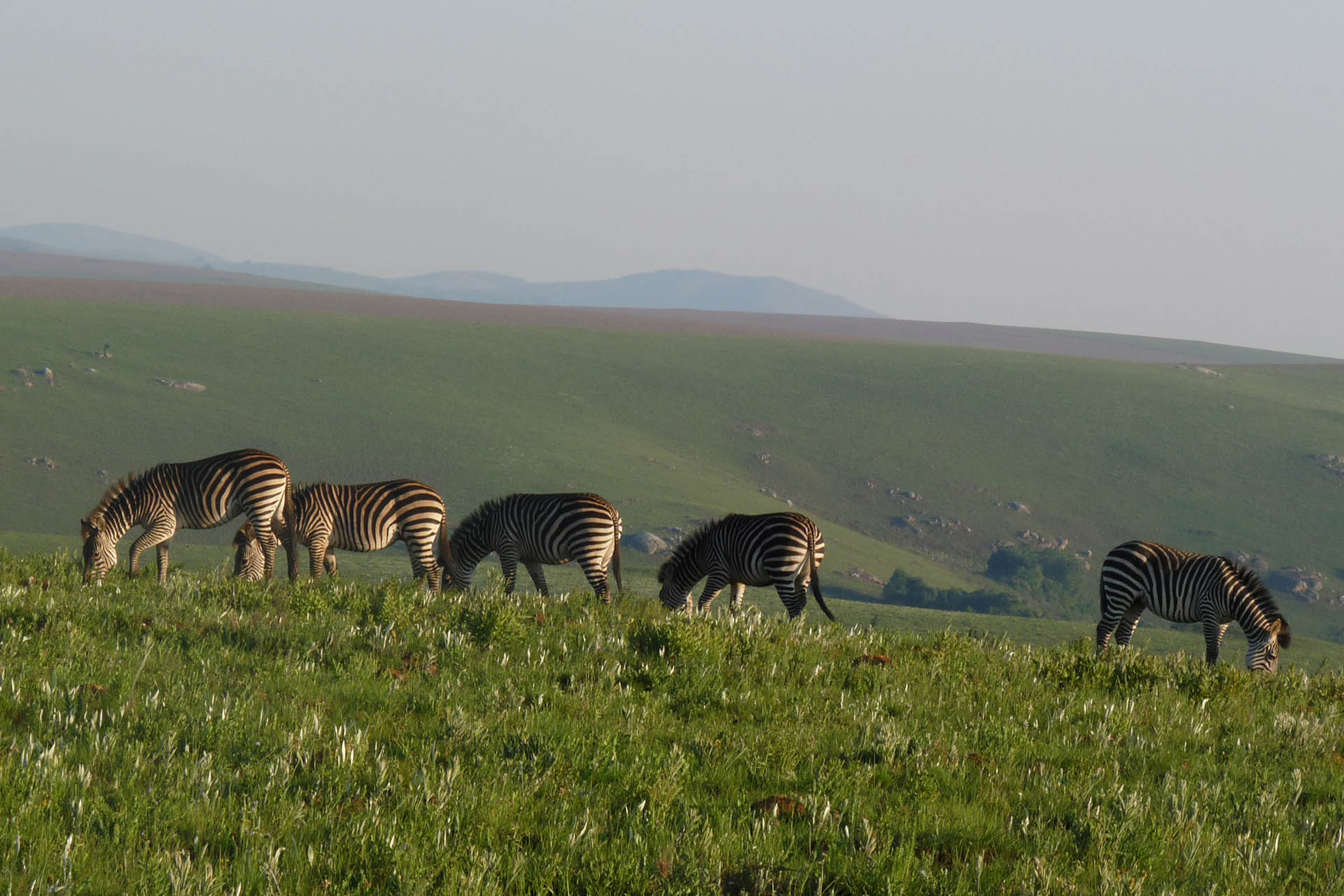 Nyika National Park Wallpapers