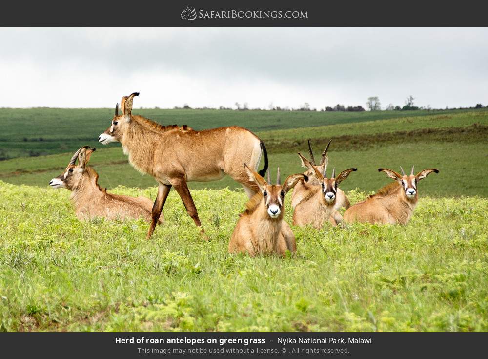 Nyika National Park Wallpapers