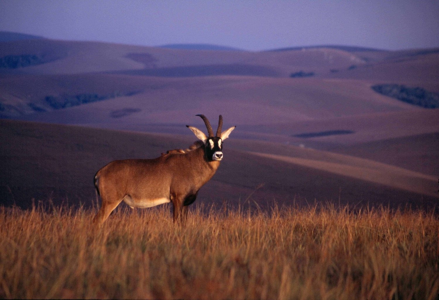 Nyika National Park Wallpapers