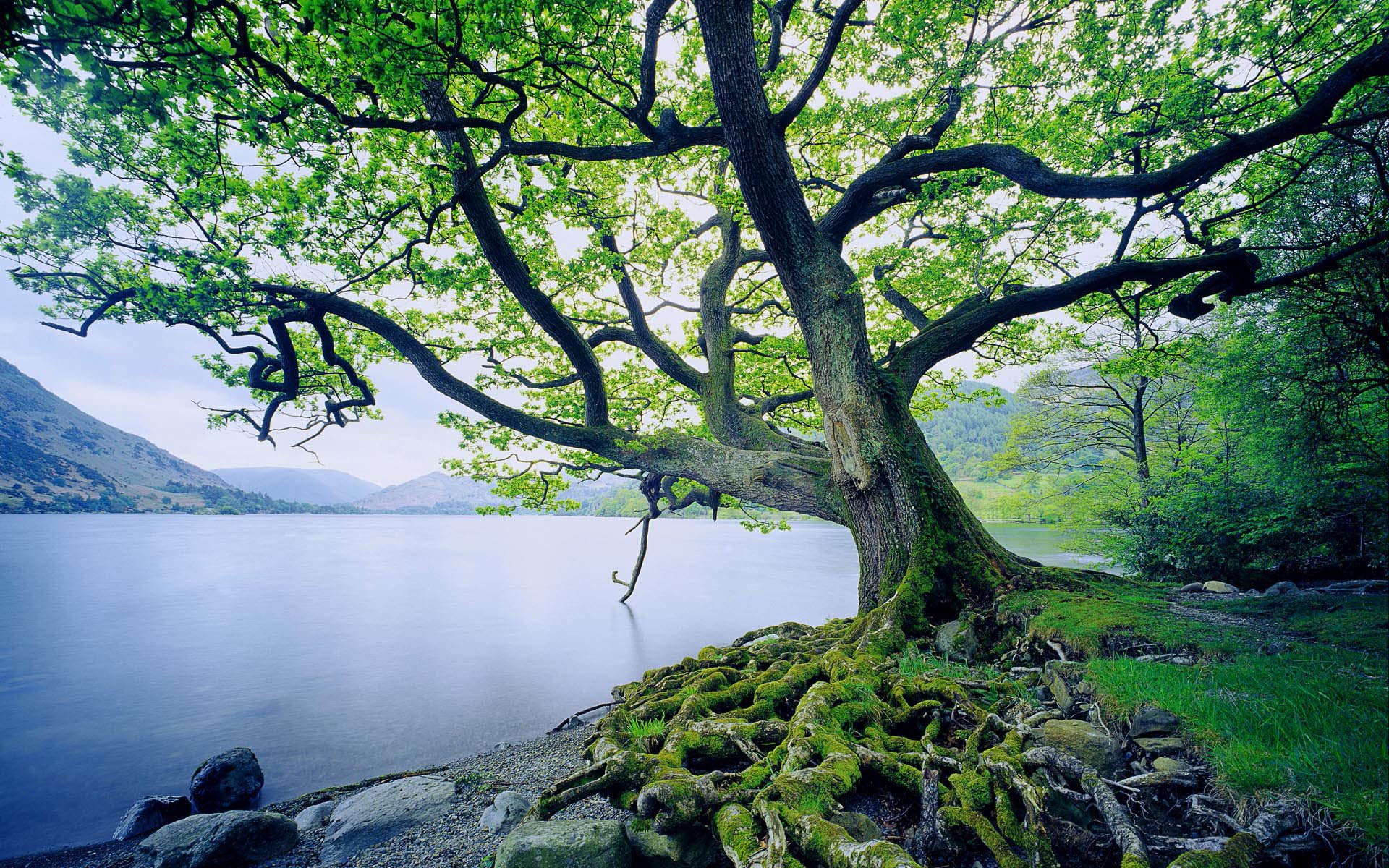 Oak Tree Wallpapers