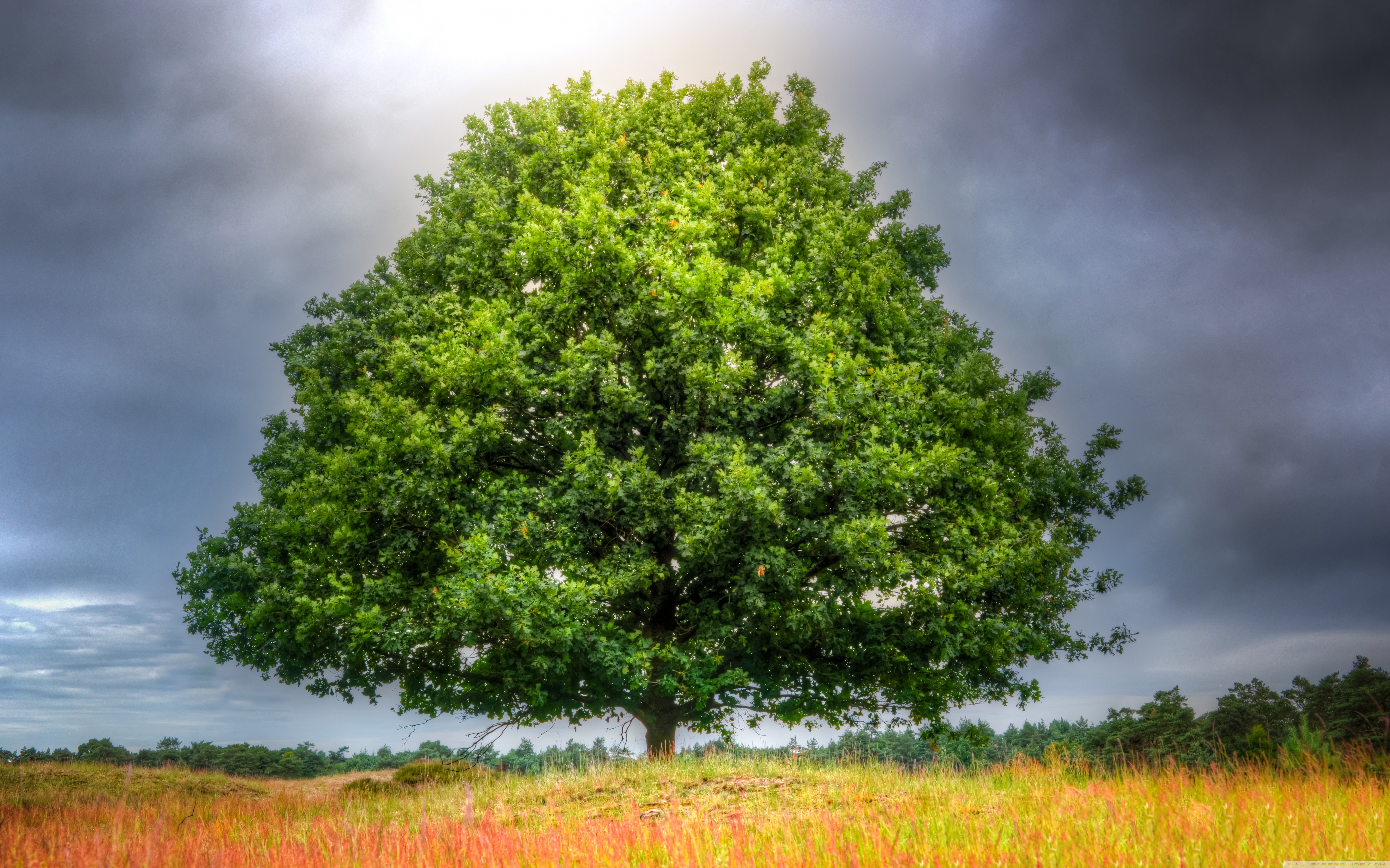 Oak Tree Wallpapers