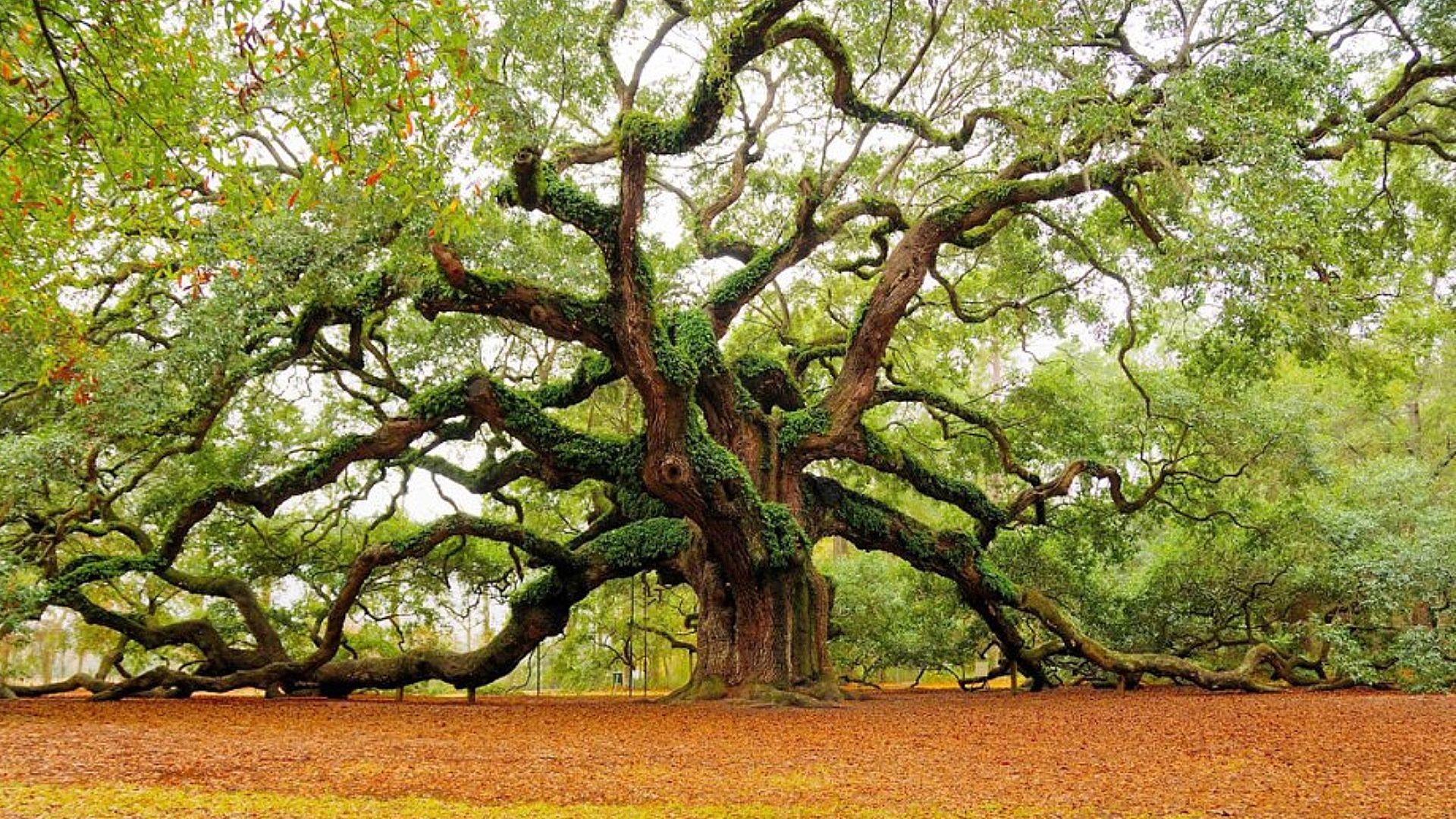 Oak Tree Wallpapers