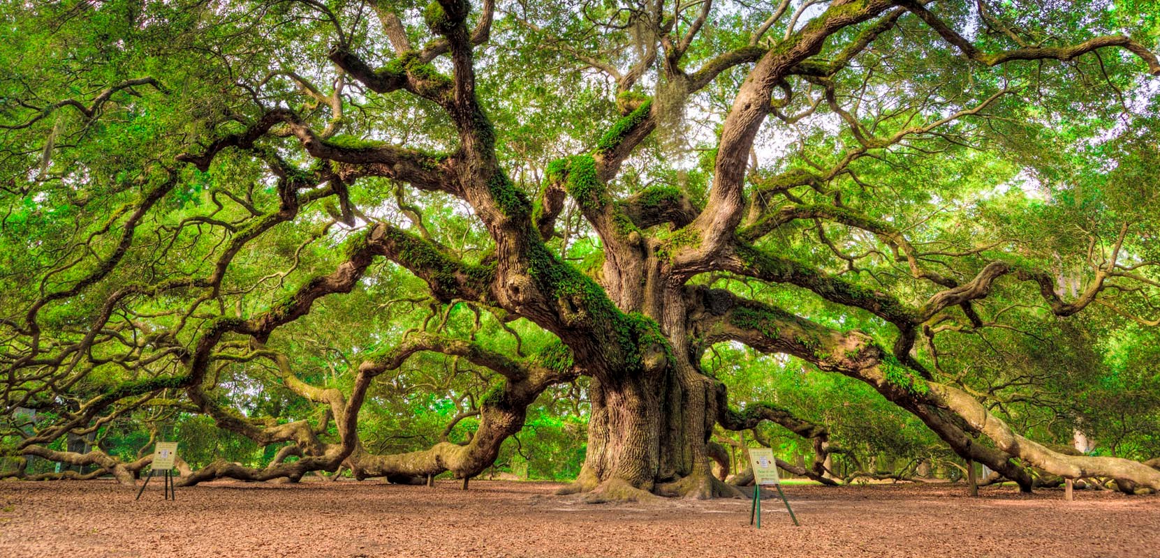 Oak Tree Wallpapers