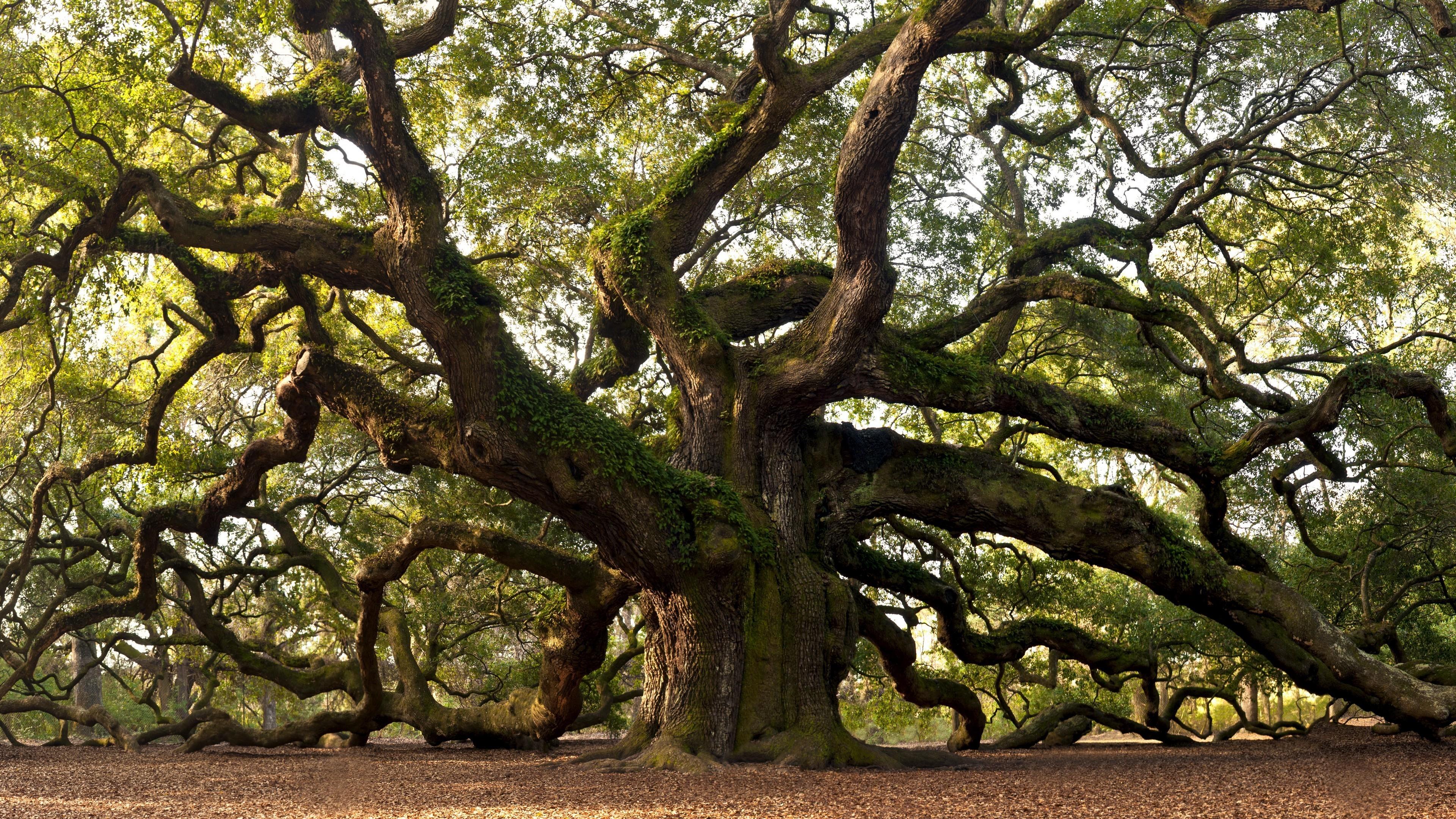 Oak Tree Wallpapers