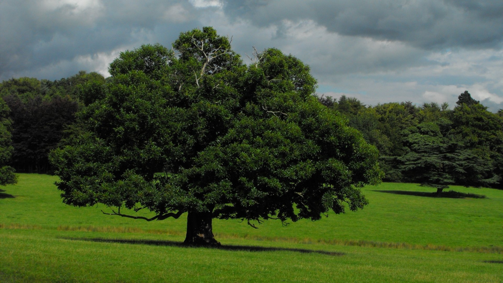 Oak Tree Wallpapers