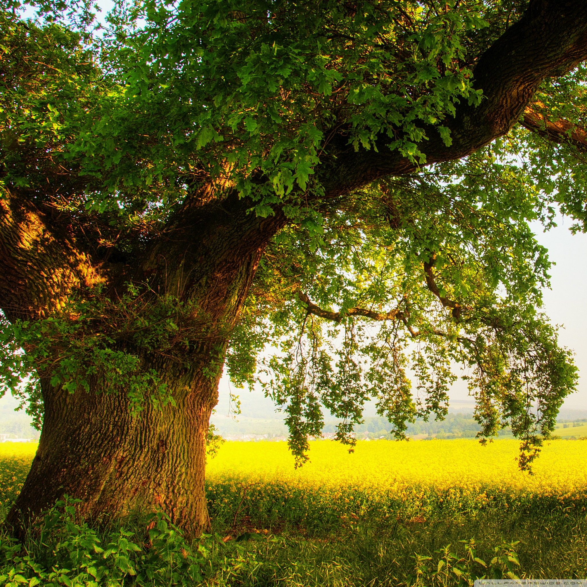 Oak Tree Wallpapers