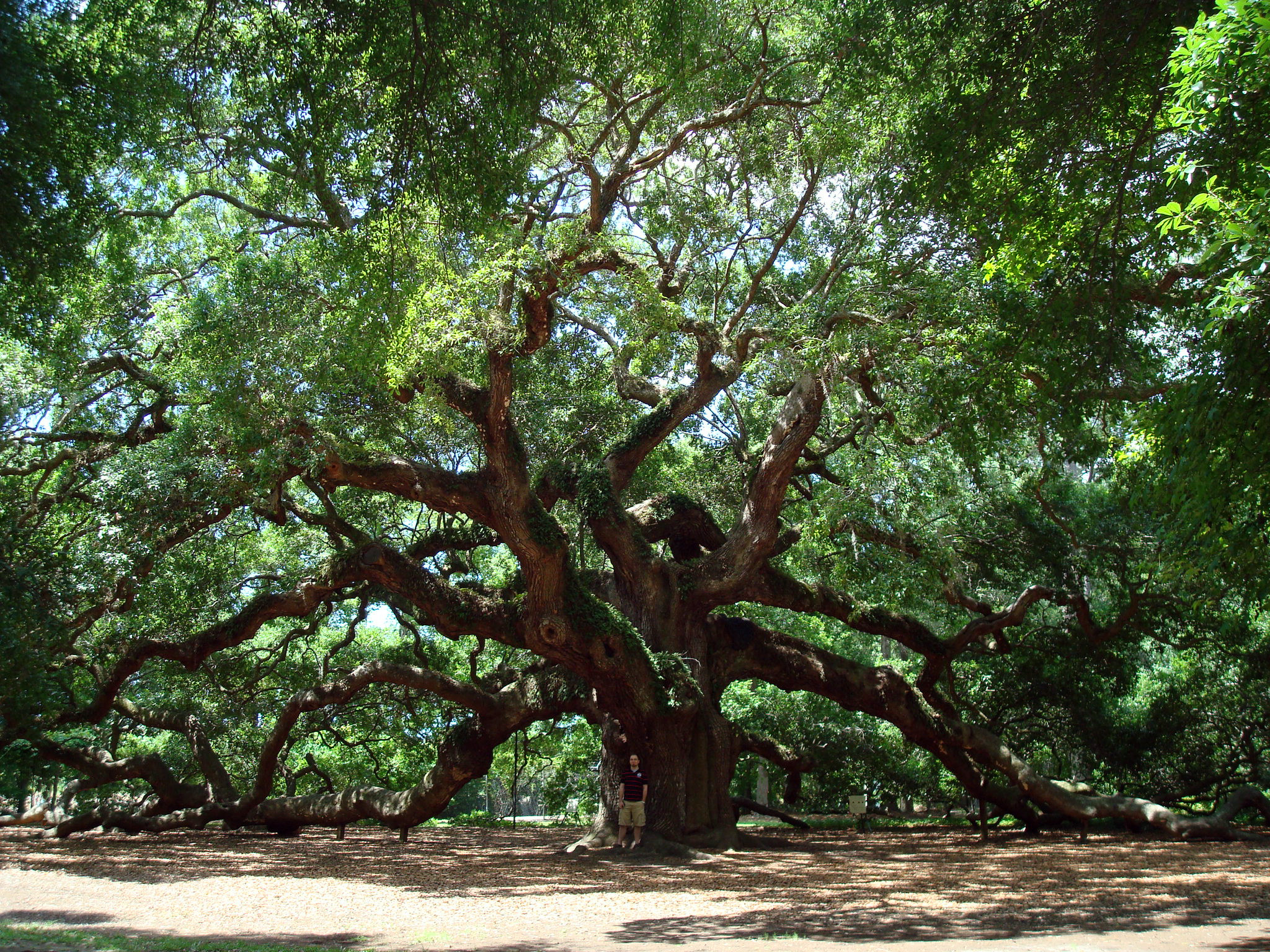 Oak Tree Wallpapers