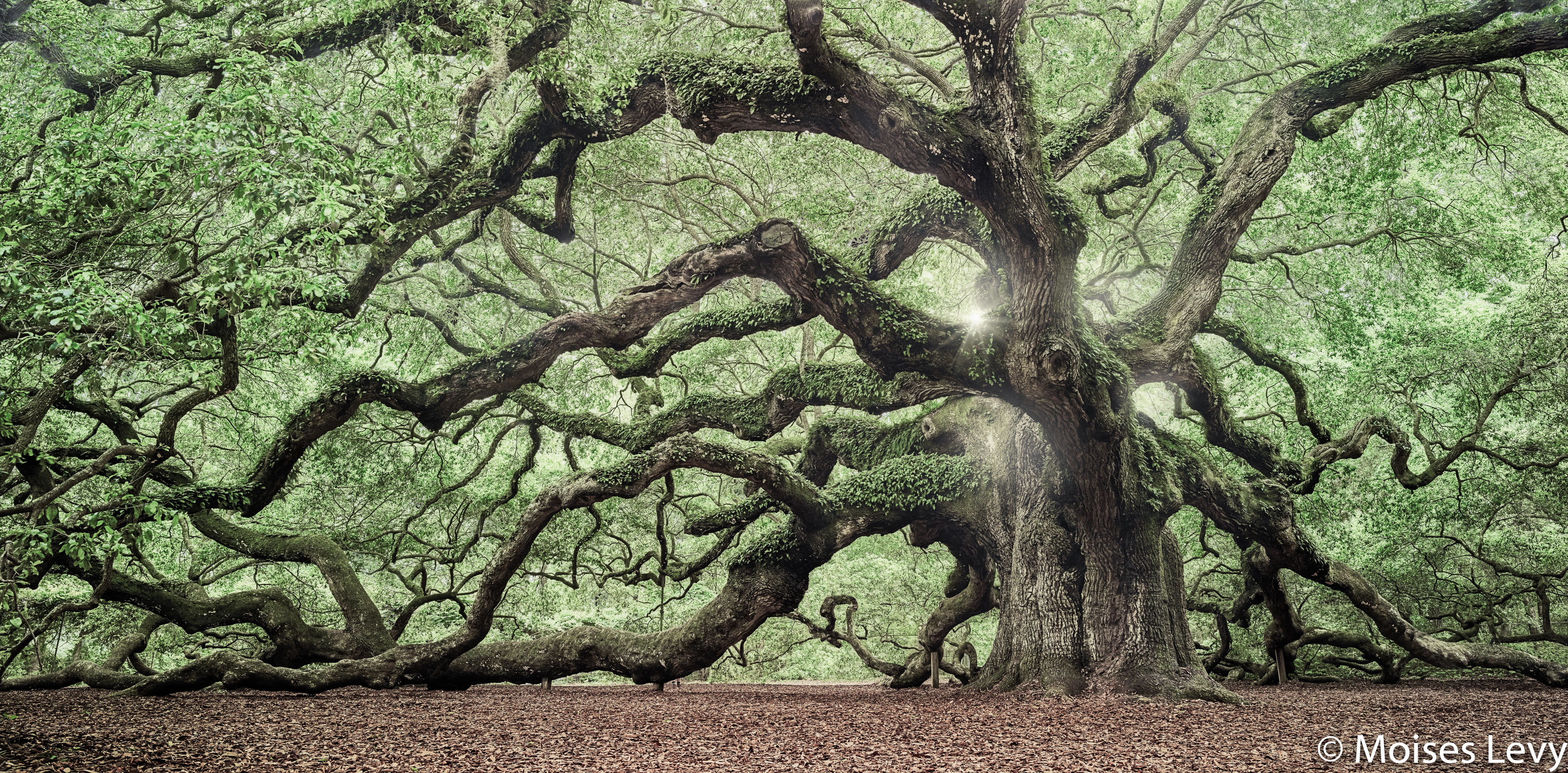 Oak Tree Wallpapers