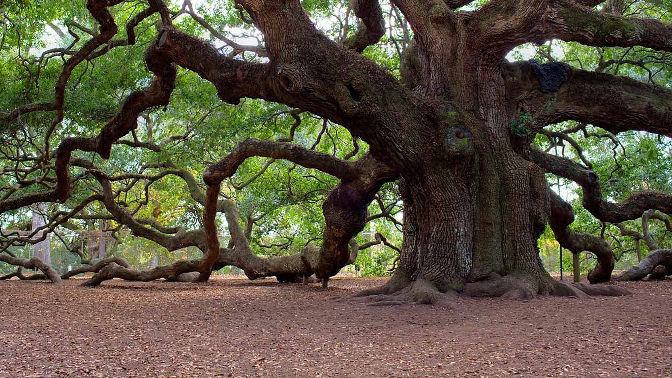 Oak Tree Wallpapers