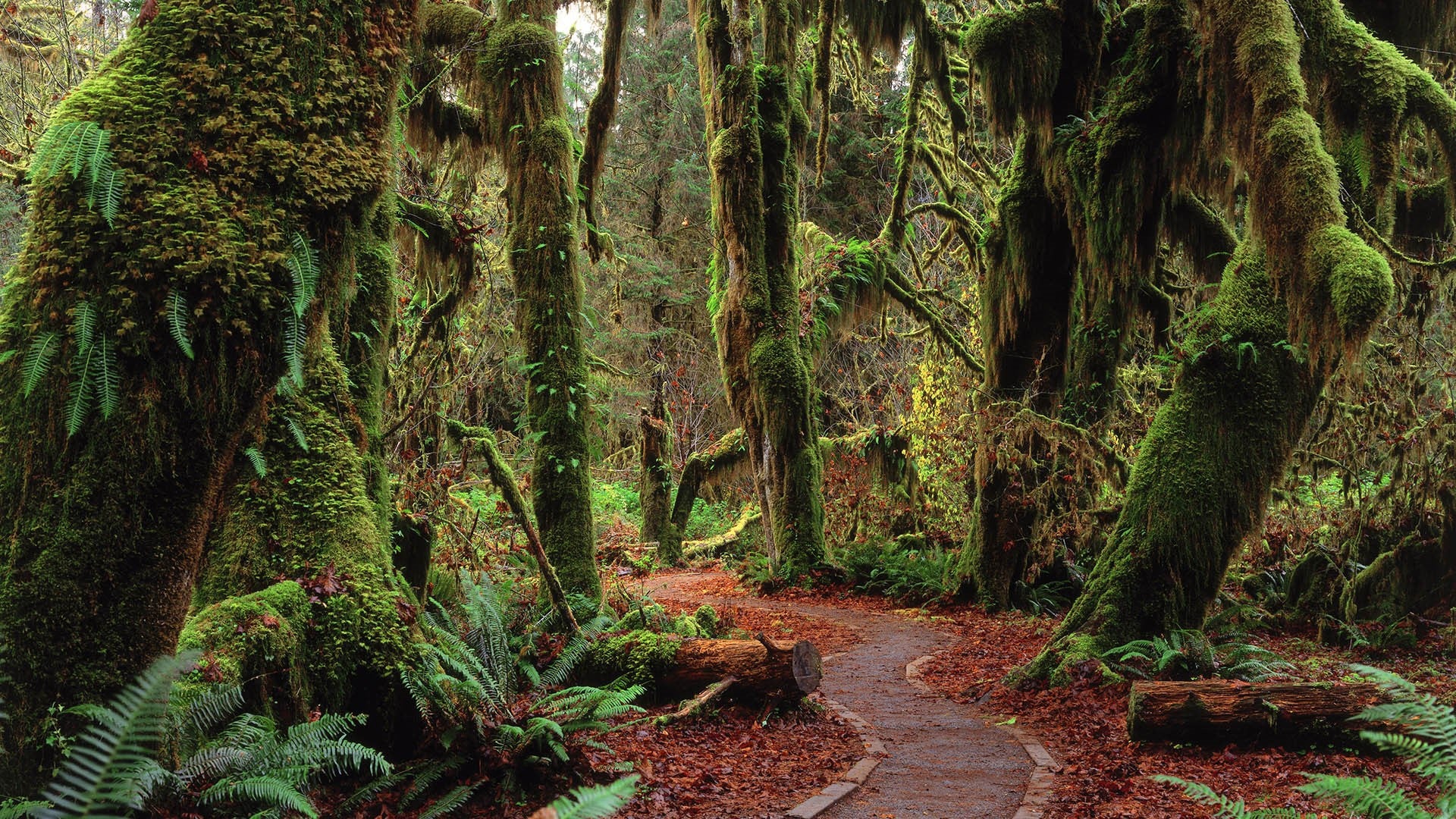 Olympic National Park Wallpapers