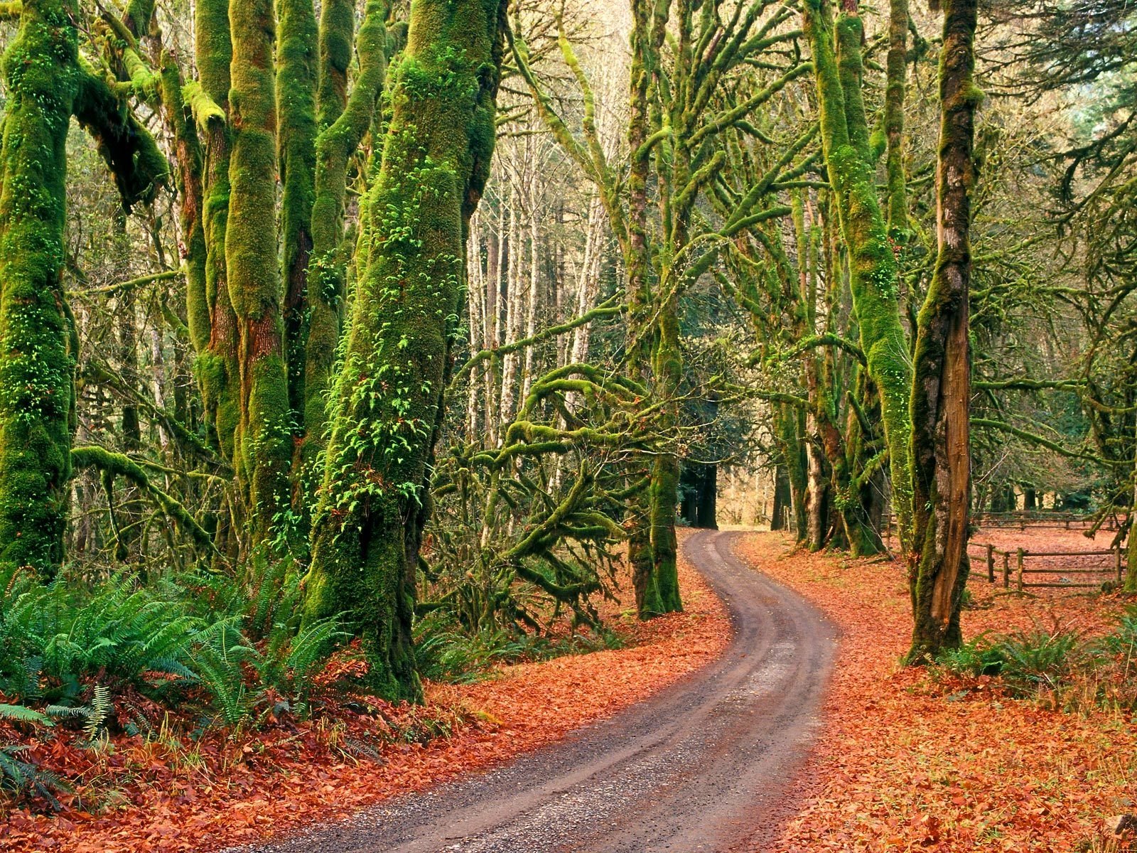 Olympic National Park Wallpapers