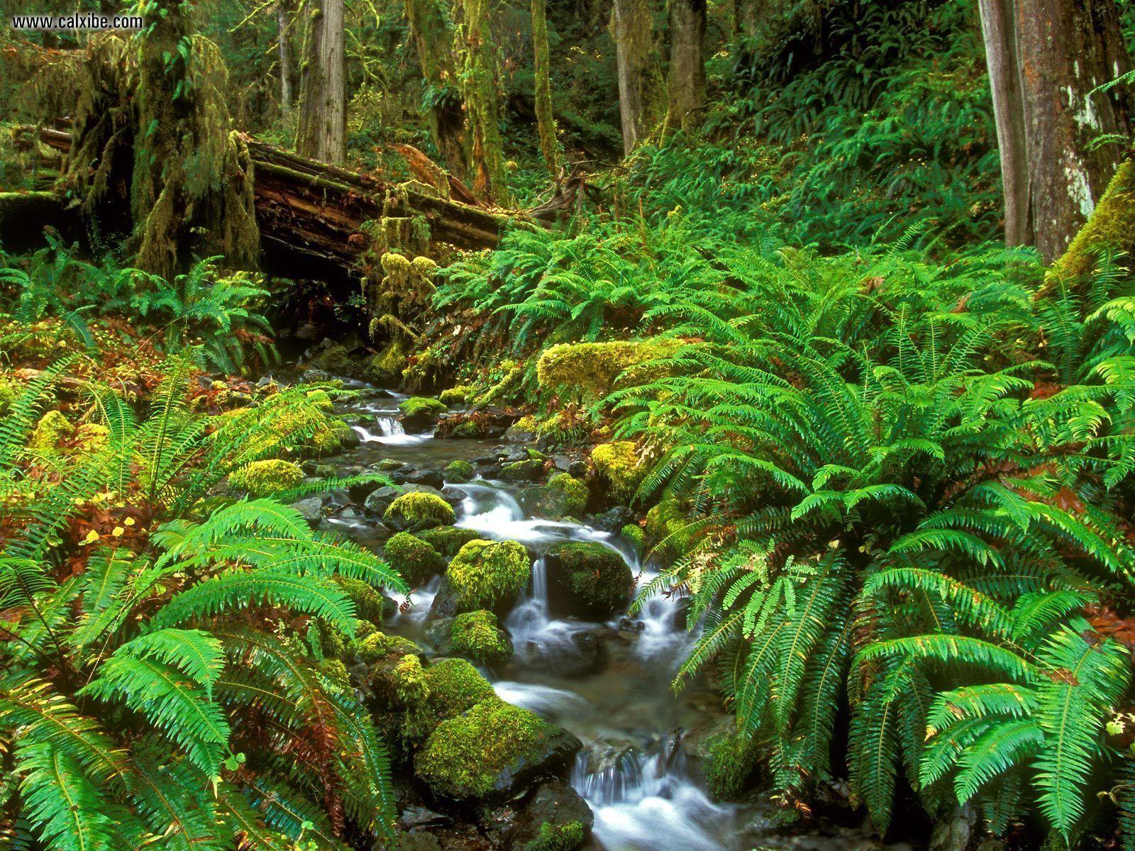 Olympic National Park Wallpapers