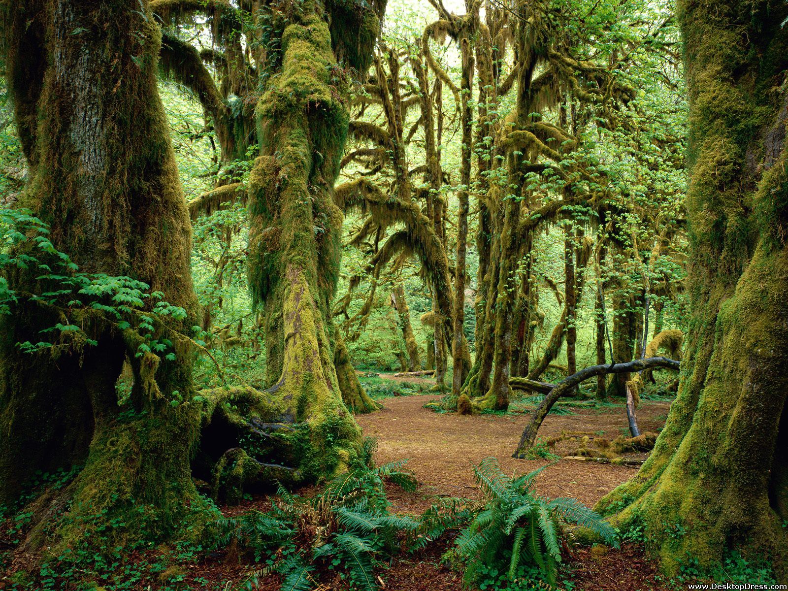 Olympic National Park Wallpapers