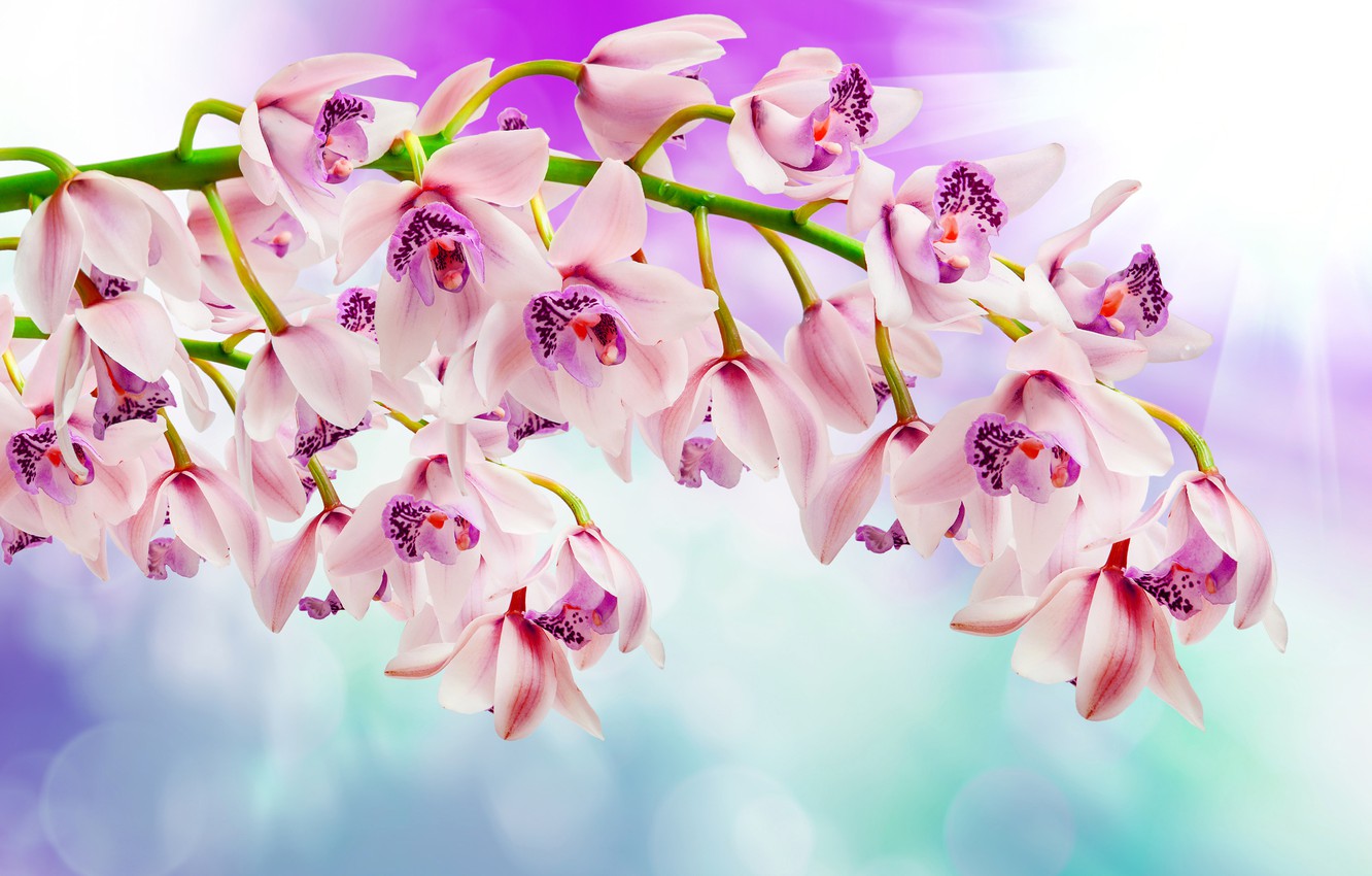 Orchid Wallpapers