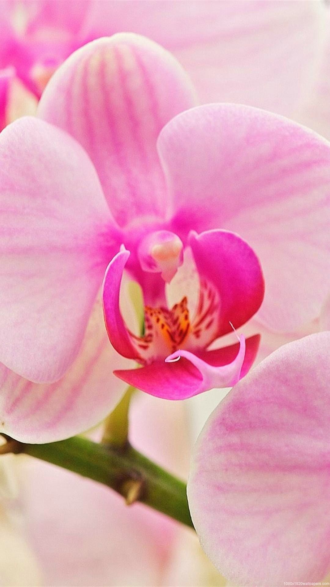 Orchid Wallpapers